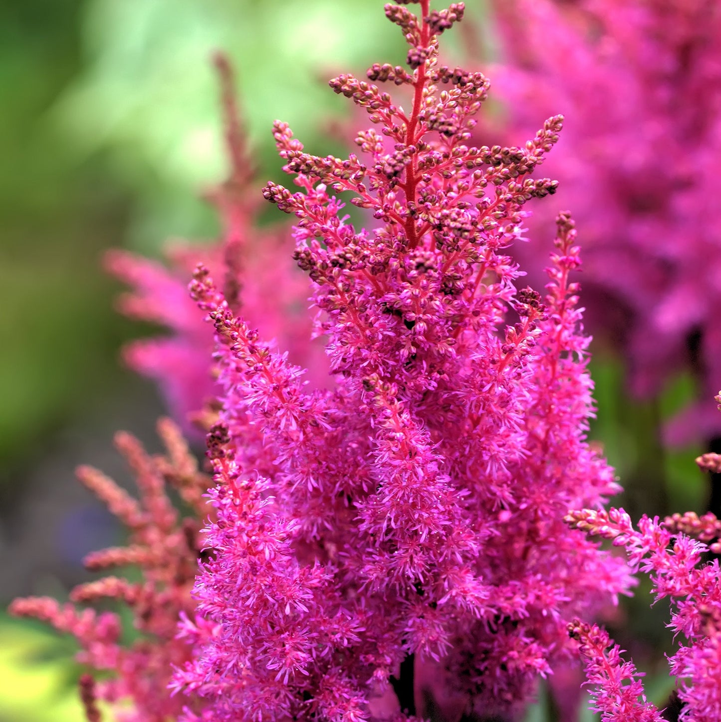 Easy to Grow Astilbe Maggie Daley 1 Plant Bareroot - Summer Rose-Pink Blooms in Shade, Pollinator Friendly Flowers (False Spirea, Goat's Beard)