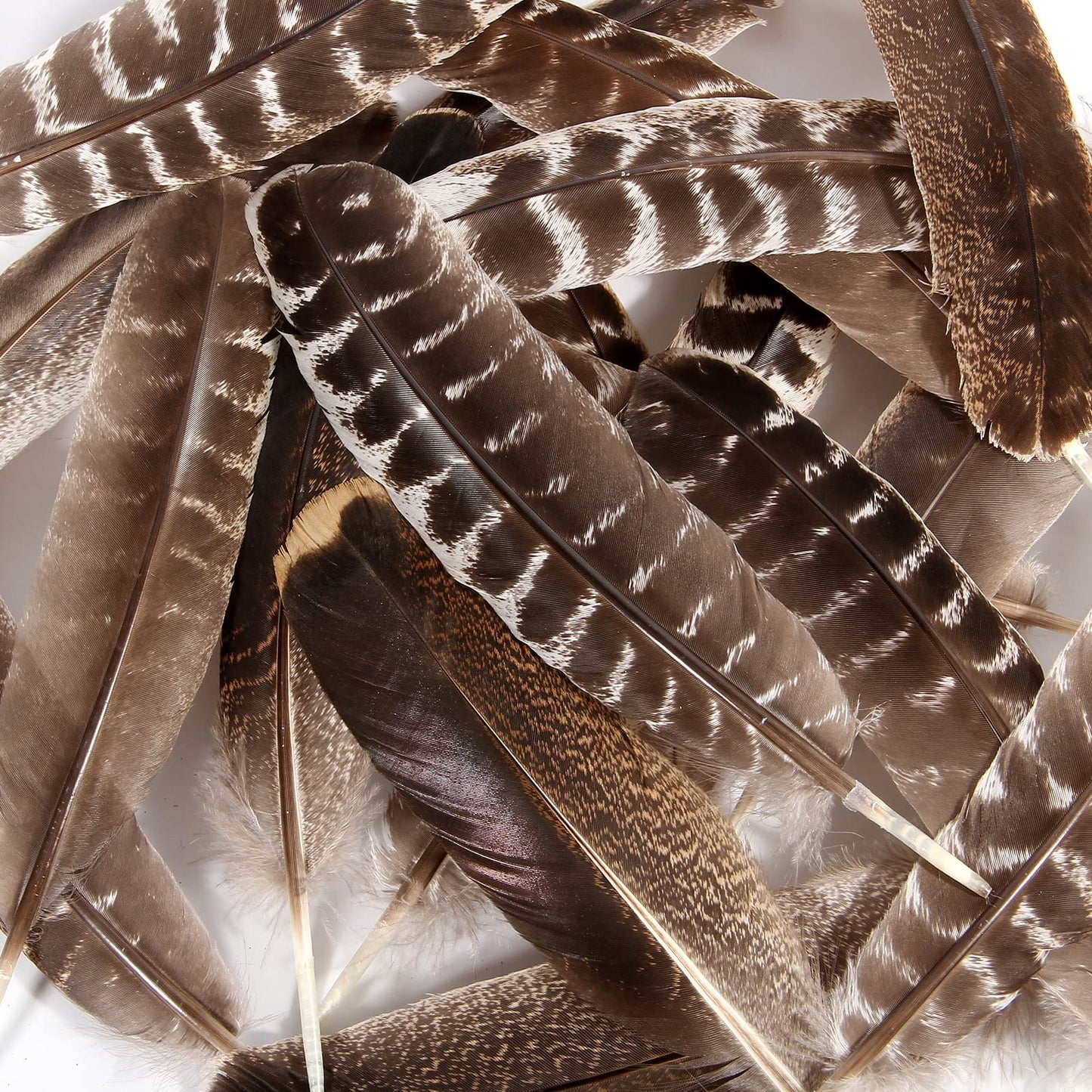 THARAHT 24pcs Natural Wild Turkey Wing Feathers Quill Bulk 8-10inch 20-25cm for DIY Crafts Project Collection Wedding Decoration Wild Turkey Tails Feather