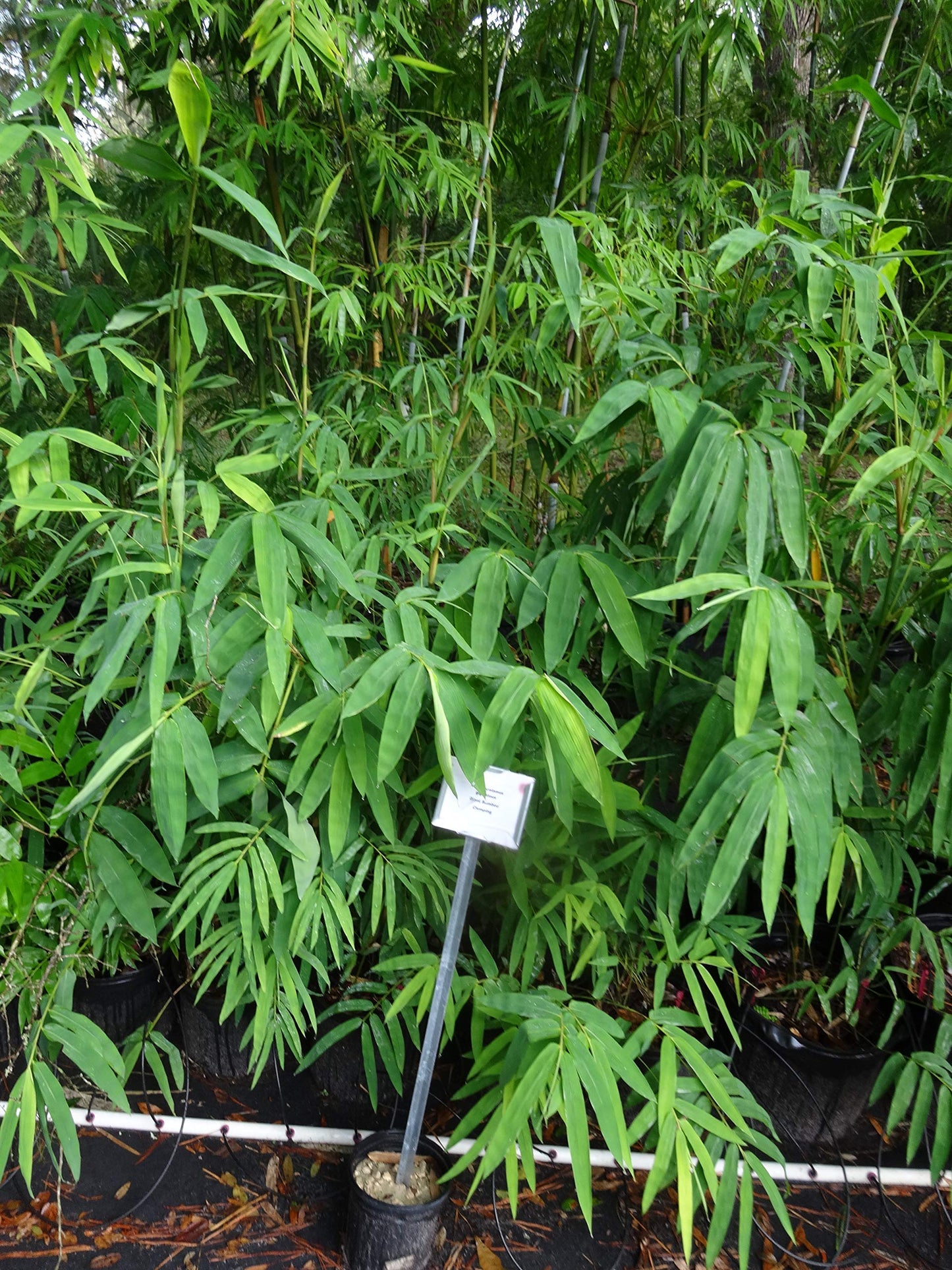 Dendrocalamus giganteus – Giant Timber Clumping Bamboo Plant