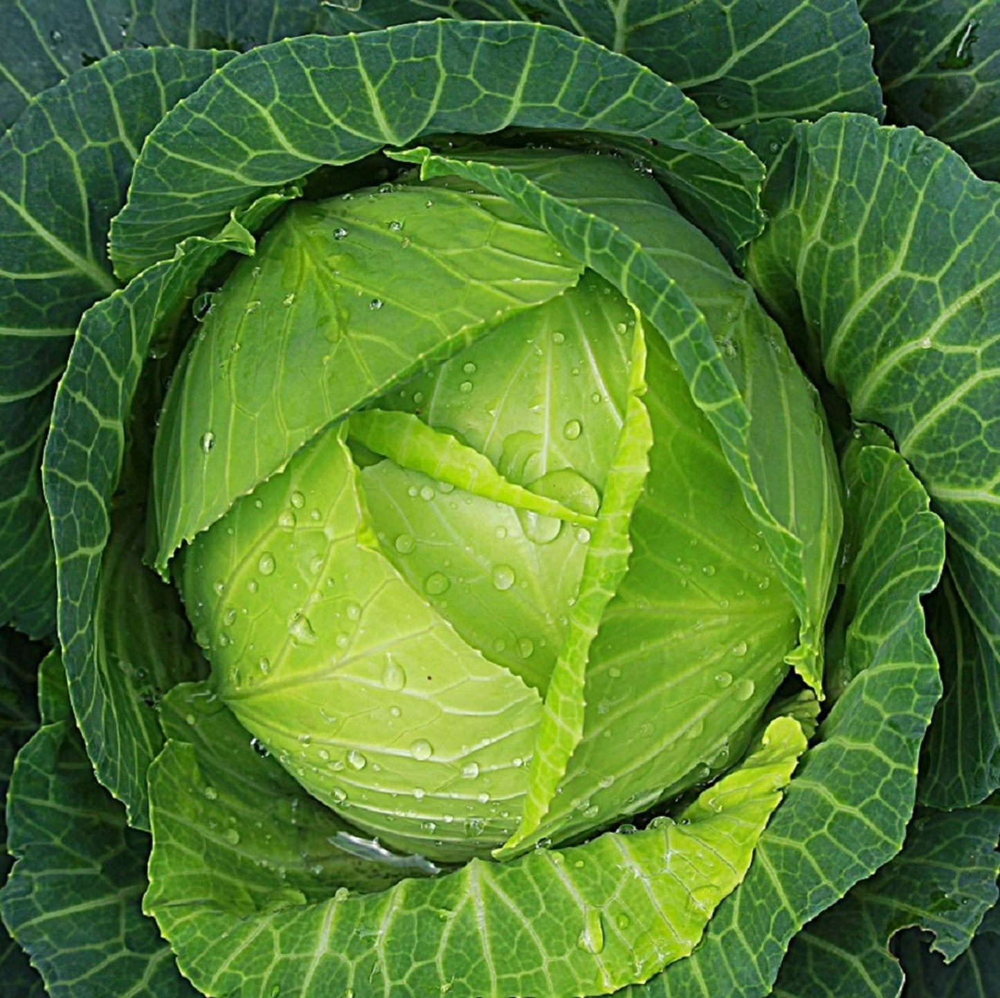 Bulk Red Acre Cabbage Seeds for Planting - 1 Pound Over 128,000 Heirloom Non GMO Seeds -Plant & Grow Outdoor Vegetable Garden
