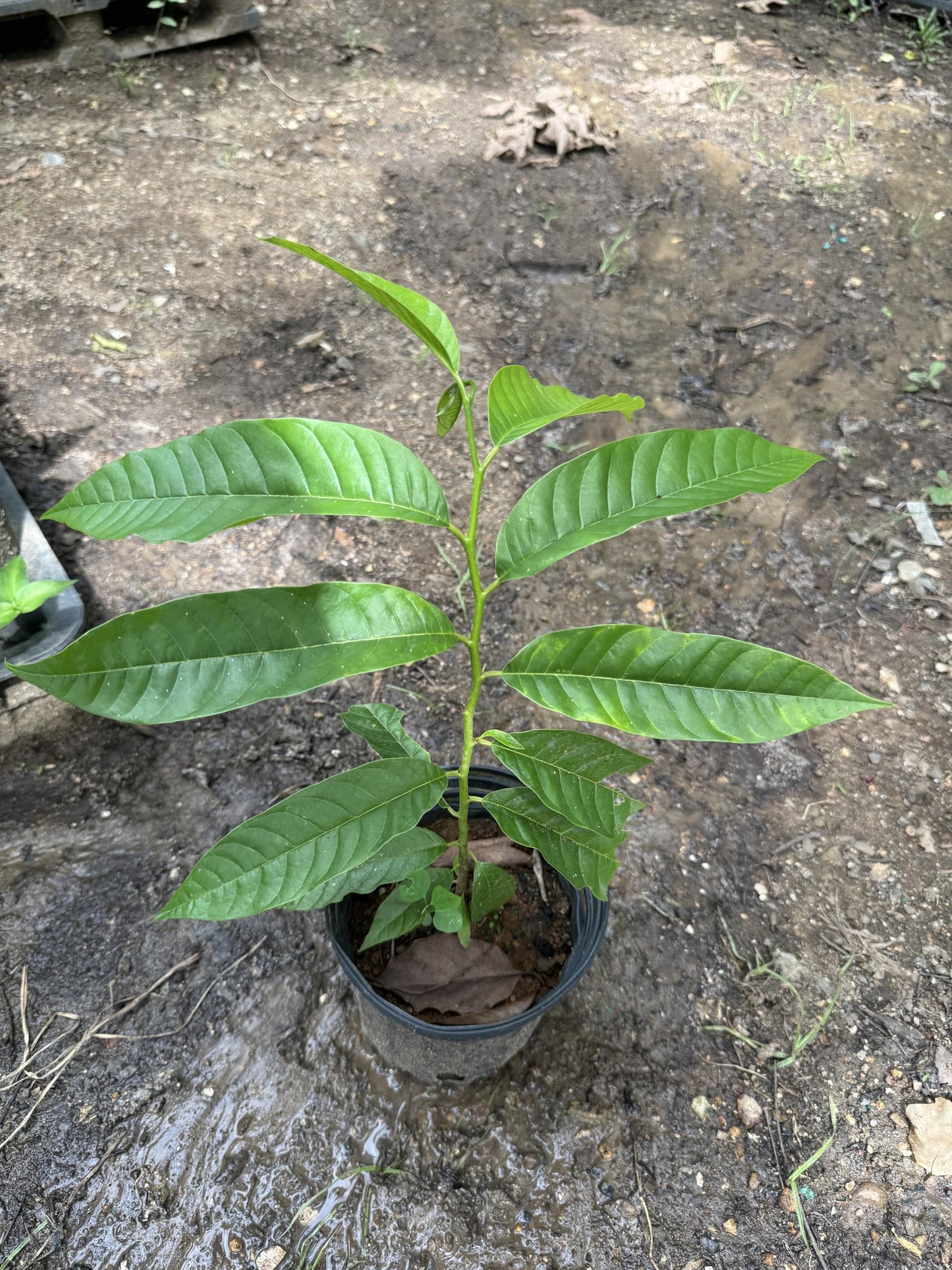 Custard Apple (Annona squamosa) Live Fruit Tree Arbol vivo Perfect for Garden