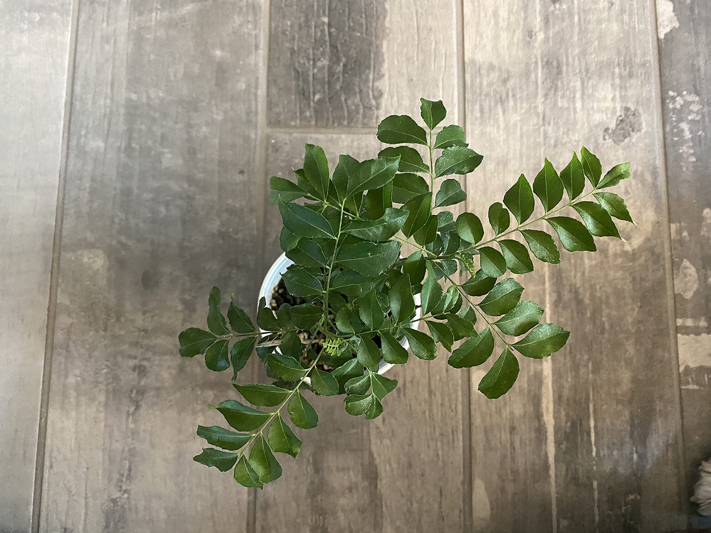 Curry Leaf Plant - Live Plant (Murraya Koenigii), 6 Inches