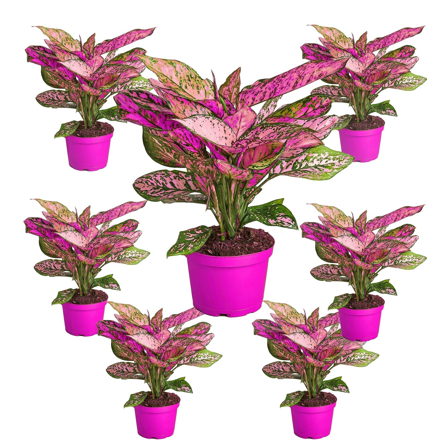 7 Pack Chinese Evergreen 'Lady Valentine' - in 6in Pot - Live Plants Tropical Houseplants | Variegated | USA Growers | The Snobby Leaf