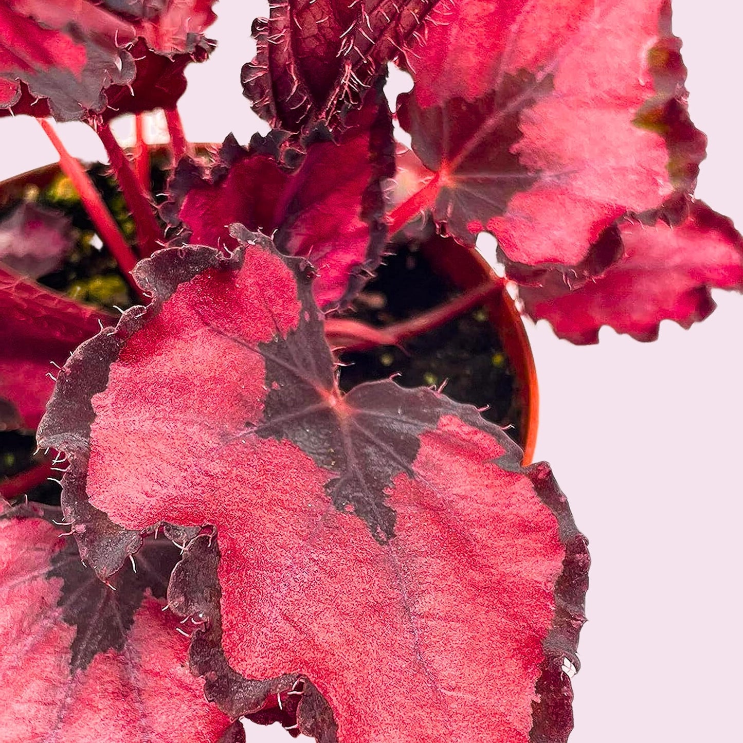 Harmony Foliage Harmony's Red Robin, Begonia Rex, Dark 4 inch Painted-Leaf Begonia, Variegated