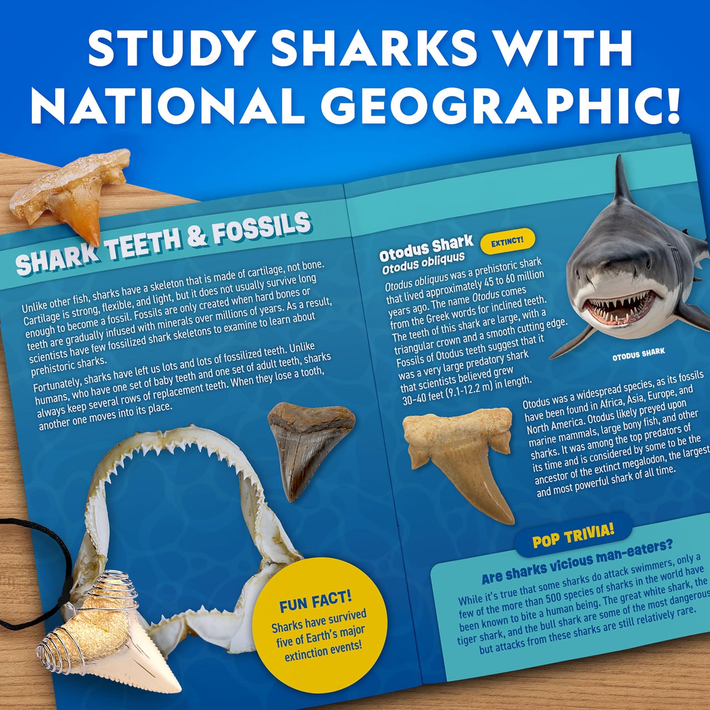 National Geographic Shark Tooth Dig Kit – Excavate Replica Teeth Fossils from Ancient Sharks and Make a Shark-Tooth Necklace, STEM Science Kit for Kids Ages 6-8, Educational Fossil Dig Activity