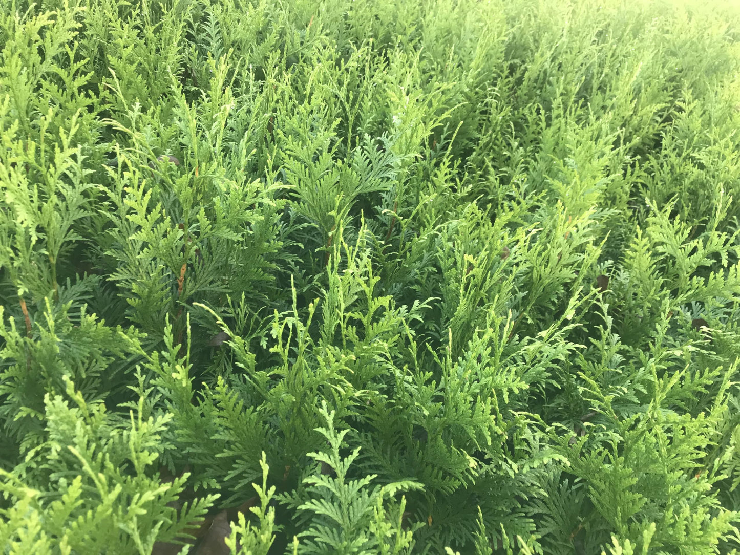 10 Arborvitae Green Giant Thuja Plicata 2.5 inch Pot 6-12" Tall