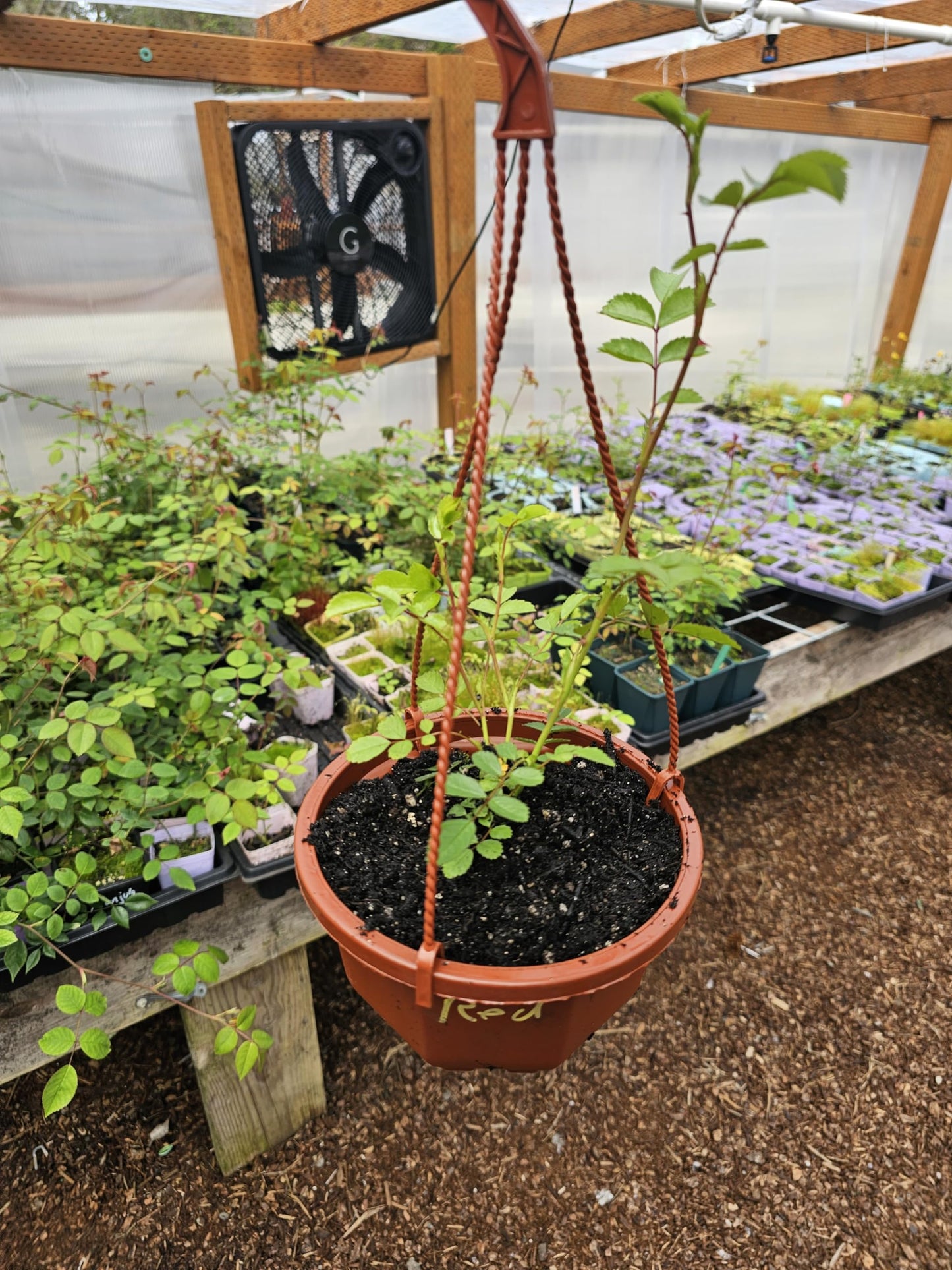 7x7 Hanging Basket of Live HOT Pink Climbing Rose, Well Rooted, Very Healthy.