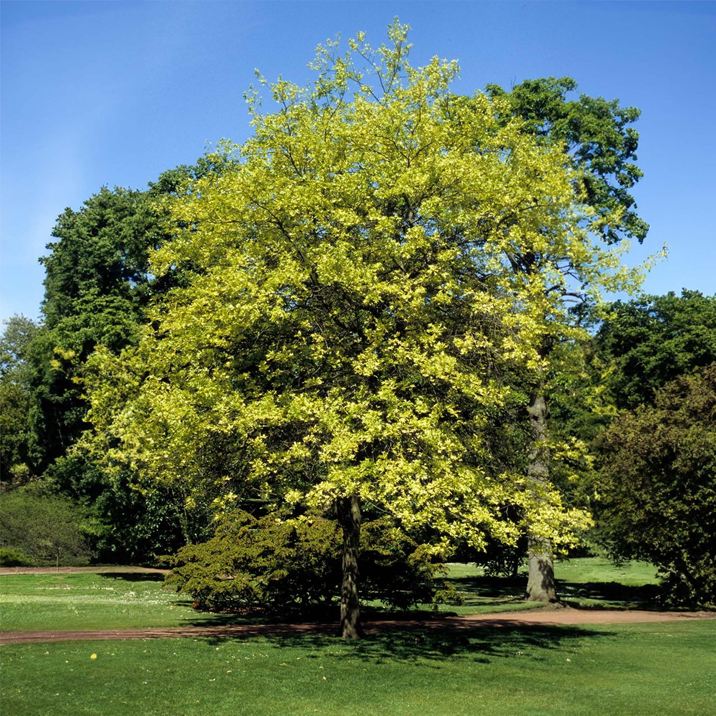 Perfect Plants Swamp Chestnut Oak Tree 1 Gallon | Live Tree for Landscaping | Shade & Privacy Features