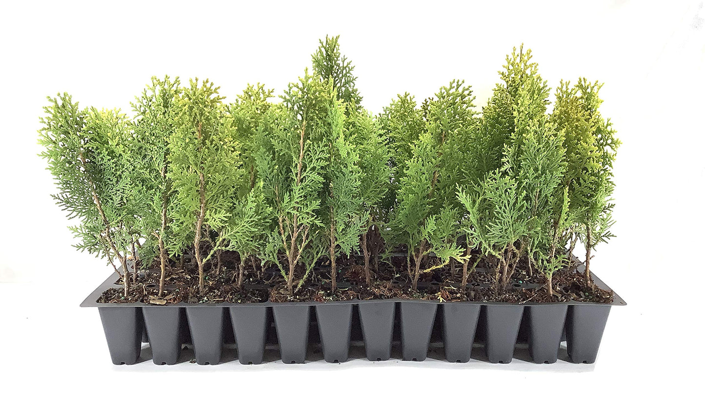 Berkman's Gold | 10 Live Plants | Thuja Orientalis | Evergreen Privacy Hedge, Fast Growing Conifer, Low Maintenance Landscaping, Ornamental Foliage, Year-Round Color, Dense Growth, Drought Tolerant
