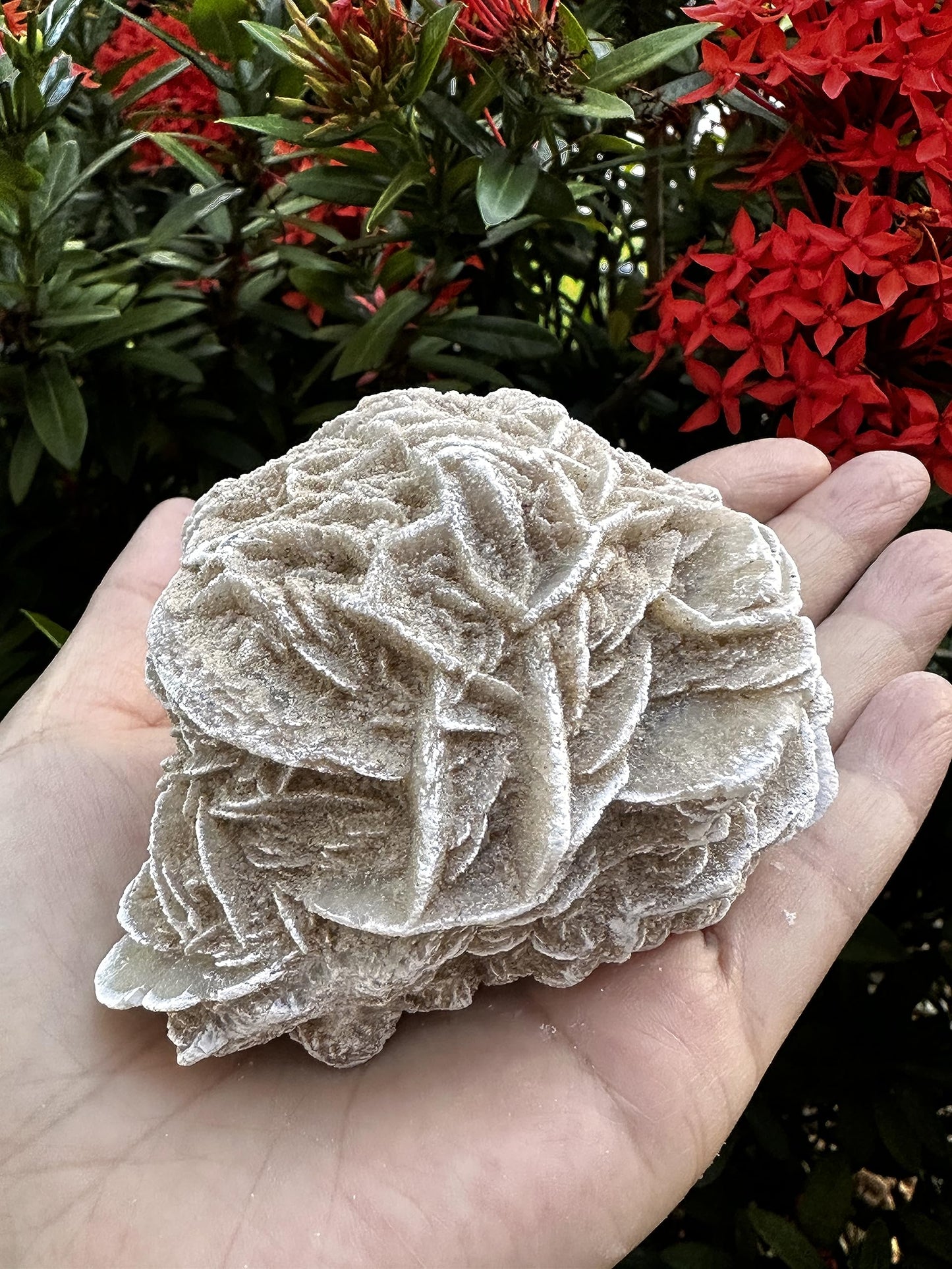 GAF TREASURES XL Raw Desert Rose, 3-4" Natural Rough Desert Rose, Desert Rose Rough, Desert Rose Healing Rough Crystal (Desert Rose, 0.5-1 lb)