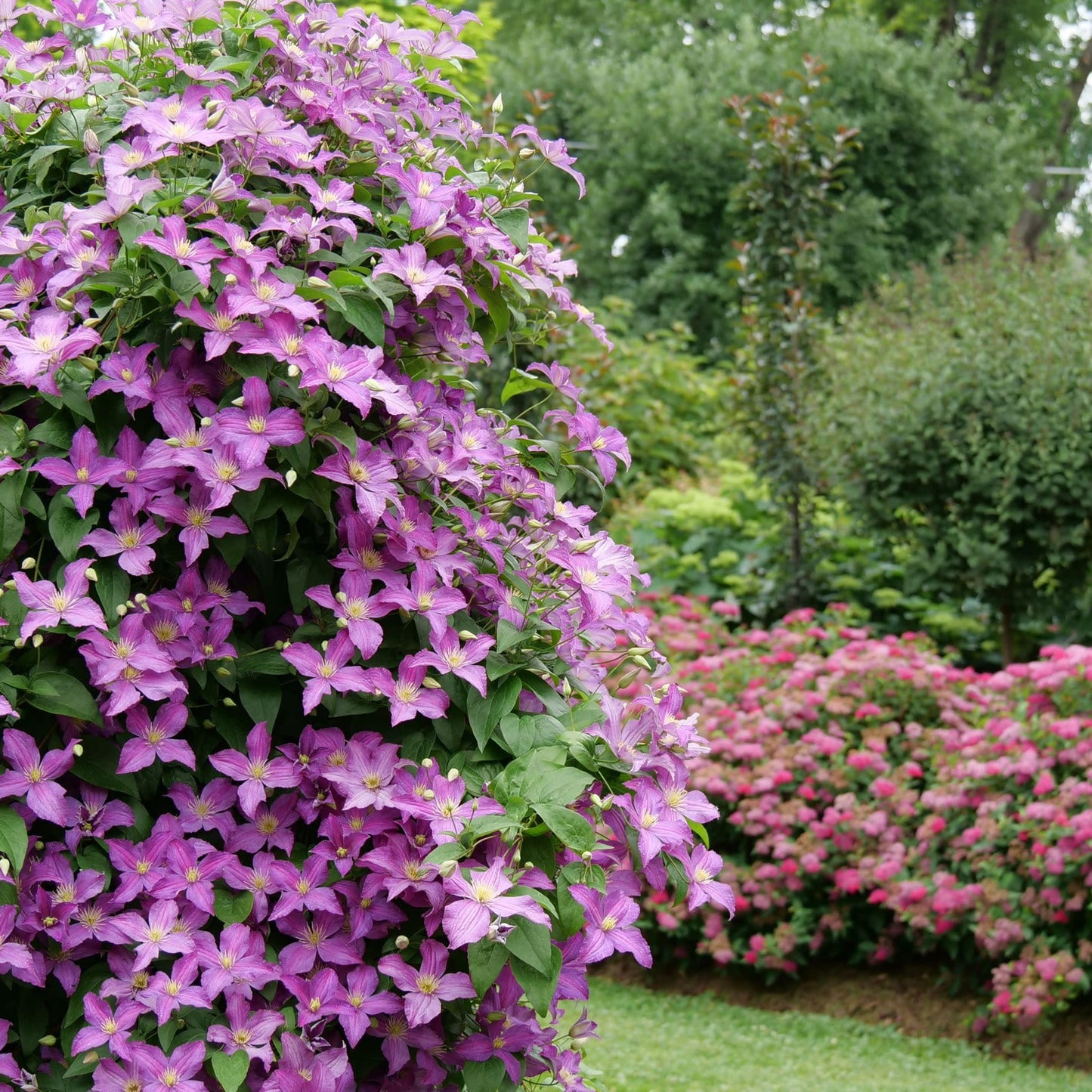Proven Winners Jolly Good Clematis (Clematis) Live Plant, 4.5" Qt, 4 Pack