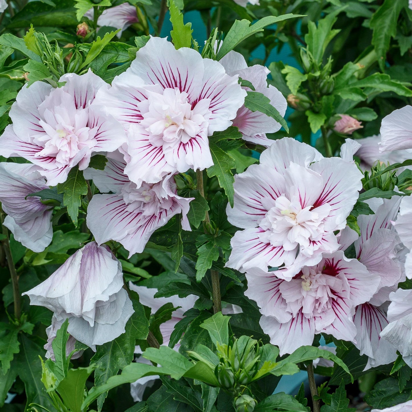 Proven Winners Starblast Chiffon Rose of Sharon (Hibiscus syriacus) Live Plant, 4.5" Qt, 4 Pack
