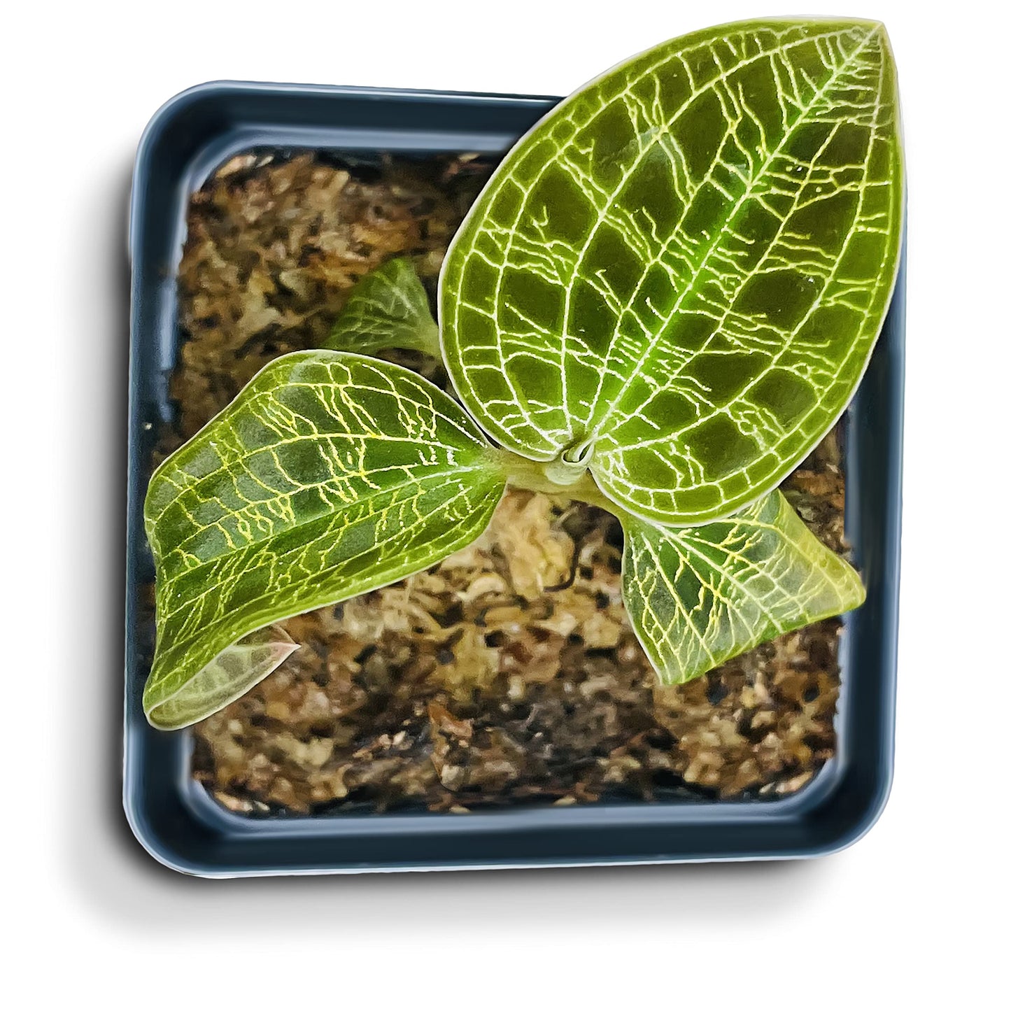Macodes Petola (Jewel Orchid), Dense Lighting Bolt Patten (Gold Veins), Potted