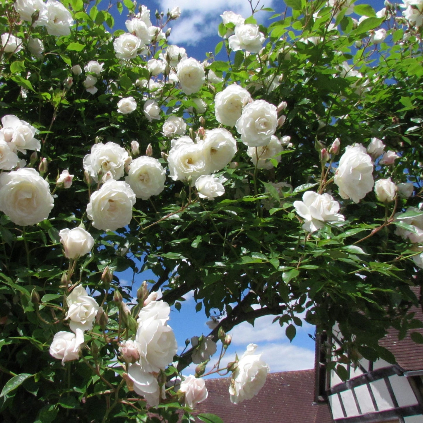 Votaniki Climbing Rose Iceberg Mature 2 Year Old Plant - Fragrant White Blooms for Vertical Gardens | Perfect for Trellises & Arbors, Easy to Train and Maintain (1 Pack)