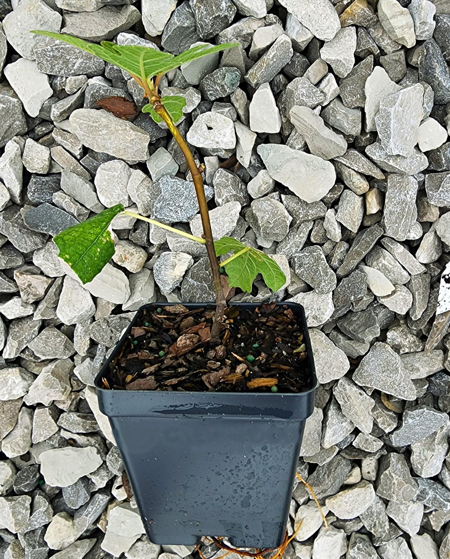 Greenwood Nursery: Live Trees - Fignomenal Dwarf Fig Tree + Ficus carica - [Qty: 2X 3.5 Pots] - (Click for Other Available Plants/Quantities)