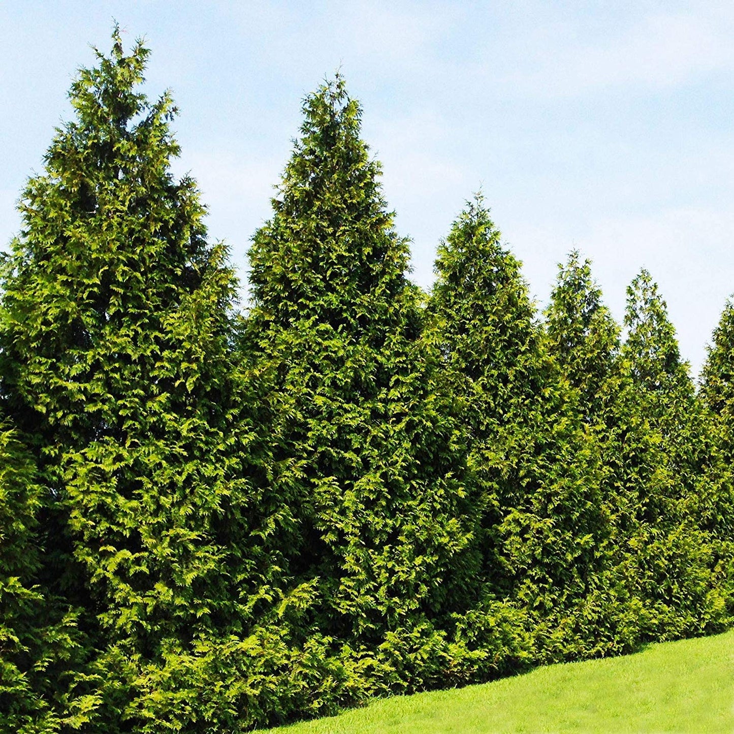 Thuja Plicata 'Green Giant' Arborvitae - 1 Quart Size Plant - Live Evergreen Privacy Tree