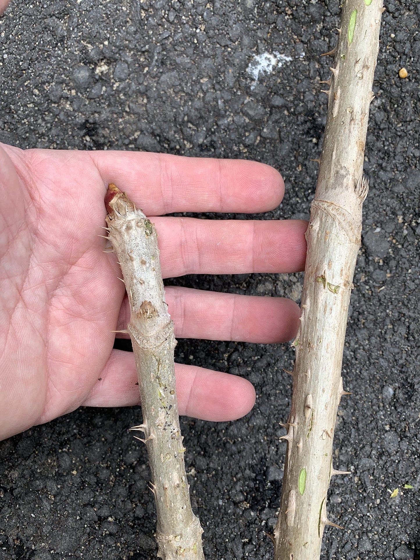 3 Branches/Stems 24” Long of Aralia spinosa - Devil's Walkingstick