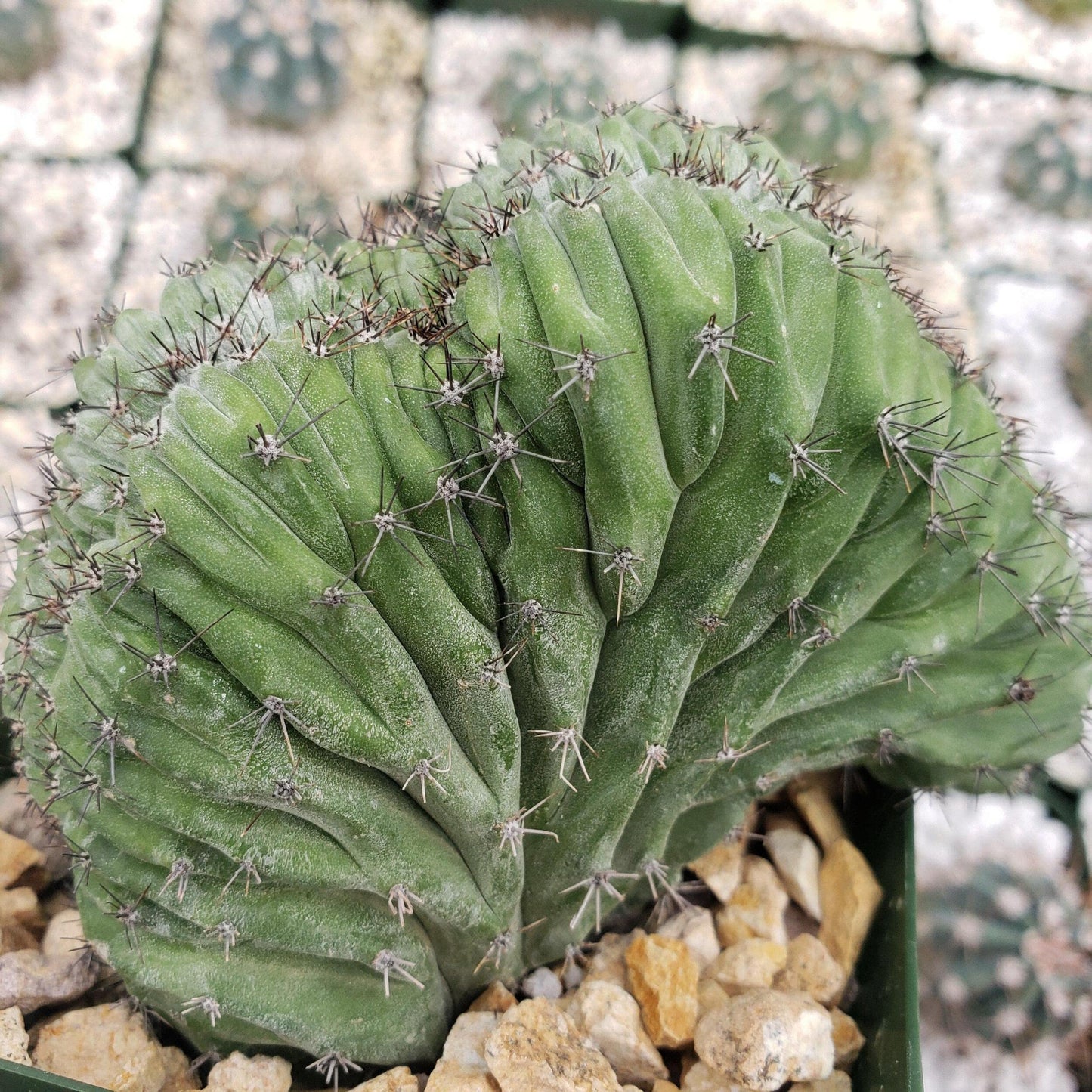 polaskia chichipe crestata Cacti Cactus Succulent Real Live Plant