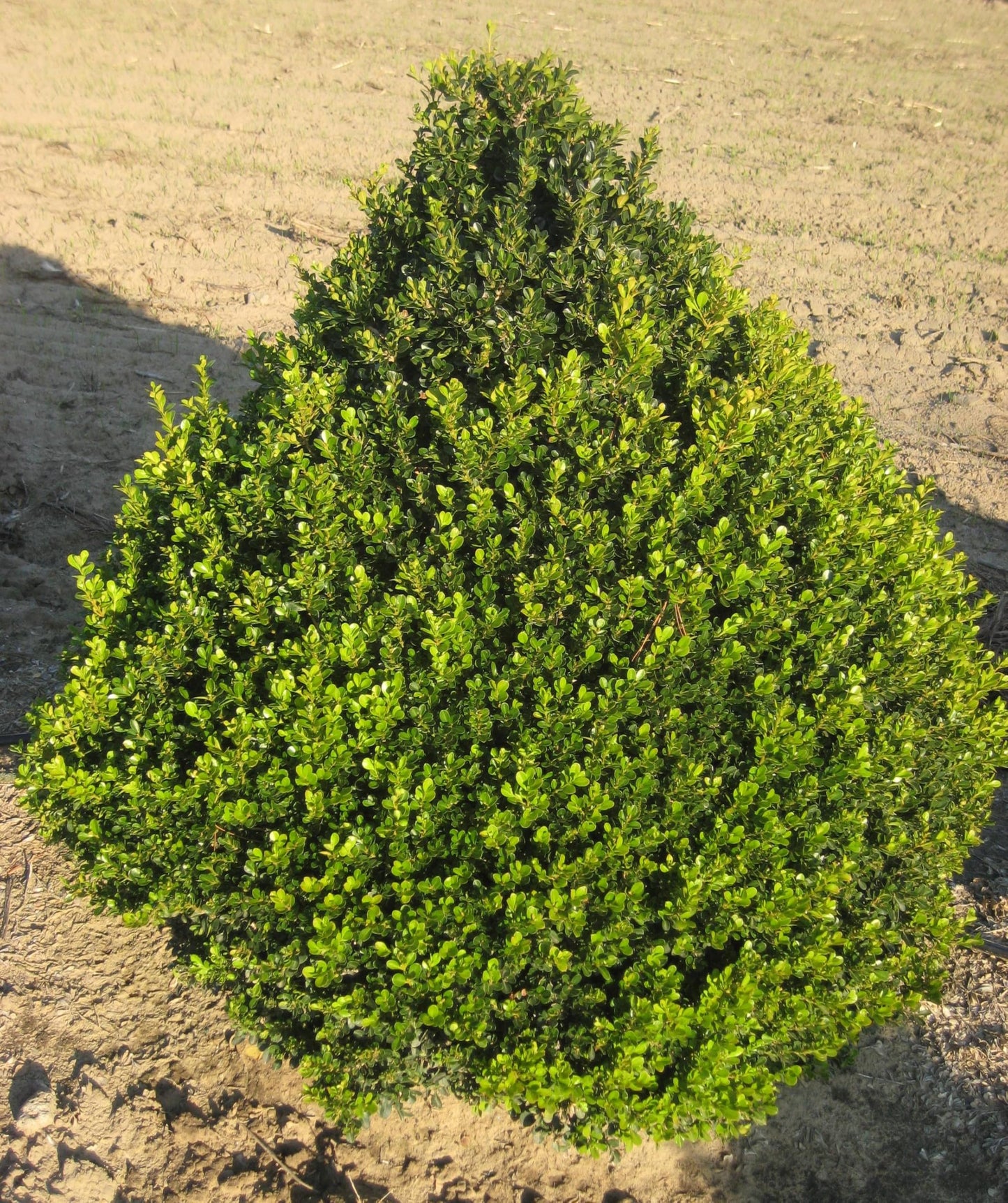 Live Plant from Green Promise Farms - Buxus Cranberry Creek (Boxwood), #2 Gallon Size Container, Evergreen