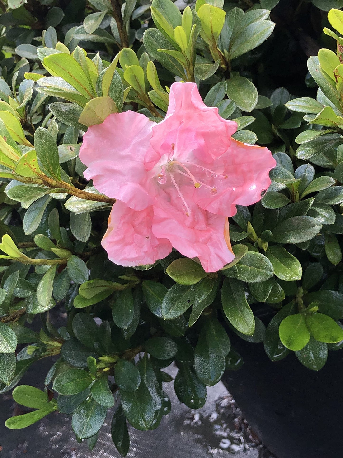Azalea 'Pink Gumpo' (3 Gallon)