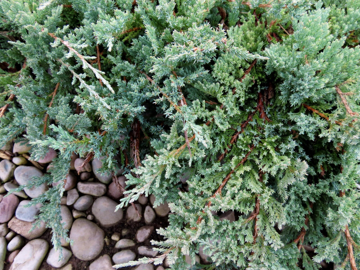 Juniper Blue Chip | 1 Live 4 Inch Pot | Juniperus horizontalis 'Blue Chip' | Low-Maintenance Ground Cover Plants | Drought-Tolerant Landscaping Shrub