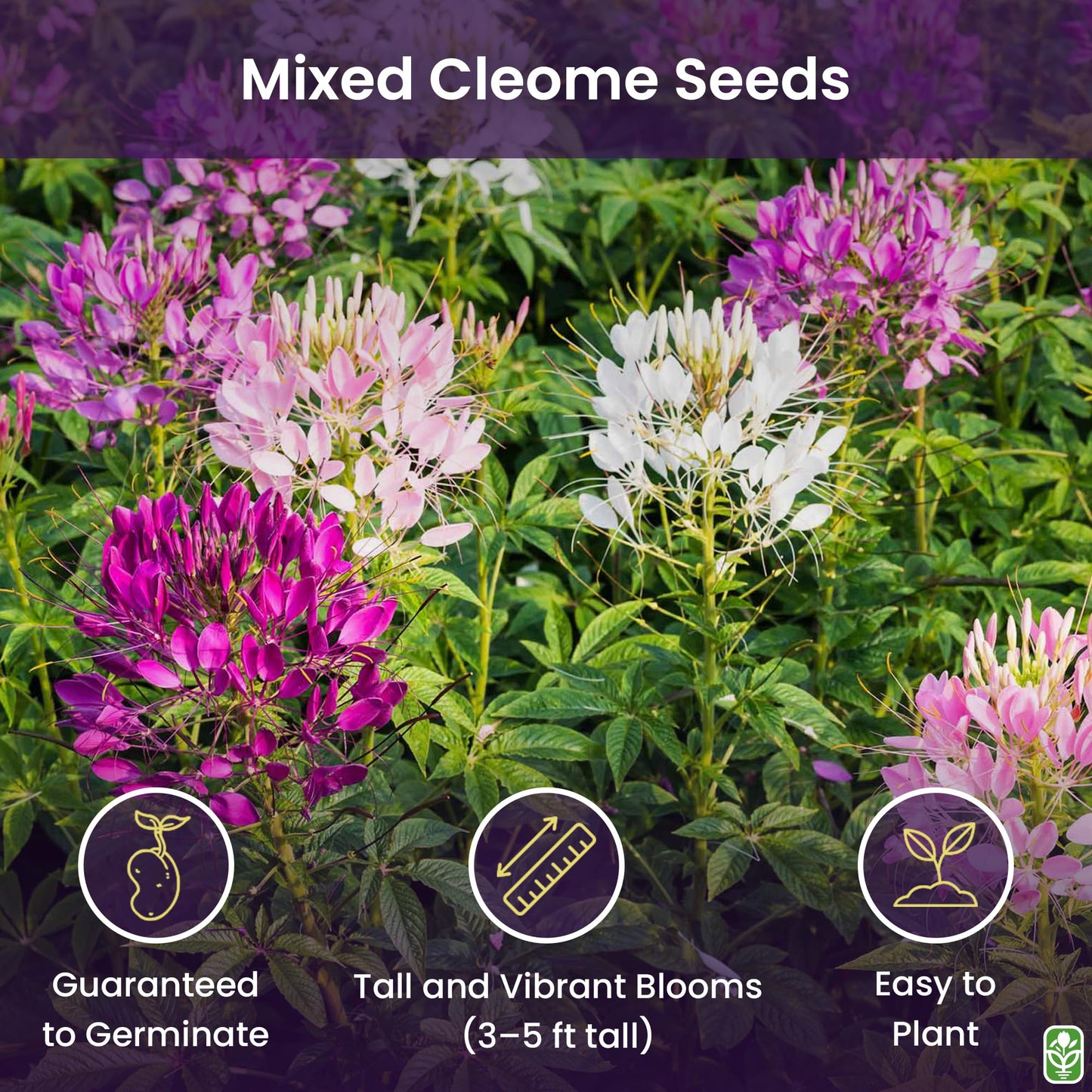 Mixed Cleome - Spider Plants - Nectar Flower for Monarch Butterflies - Large Paclage - 5000 Seeds