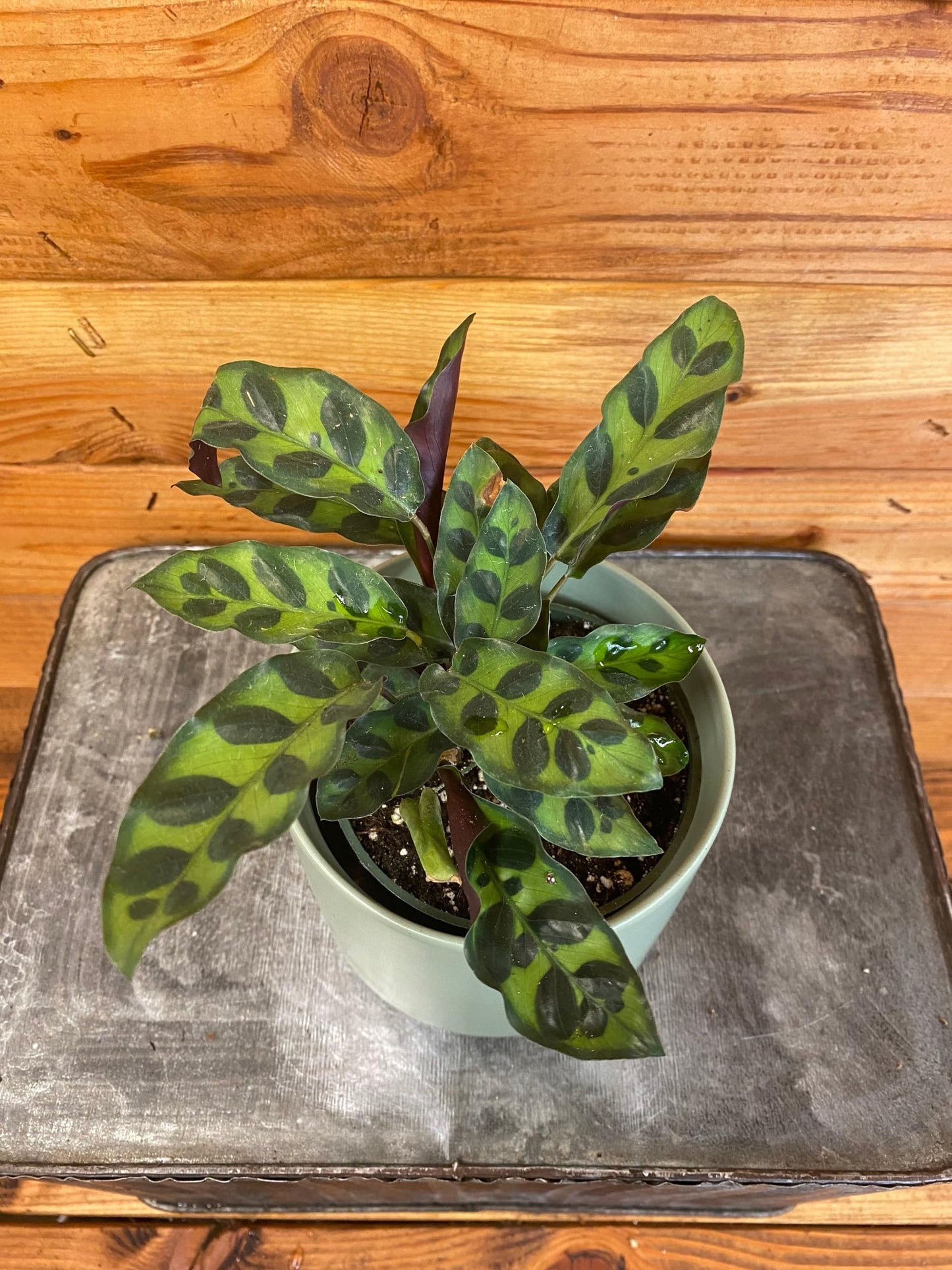 Calathea Lancifolia Rattlesnake, 4" Plant