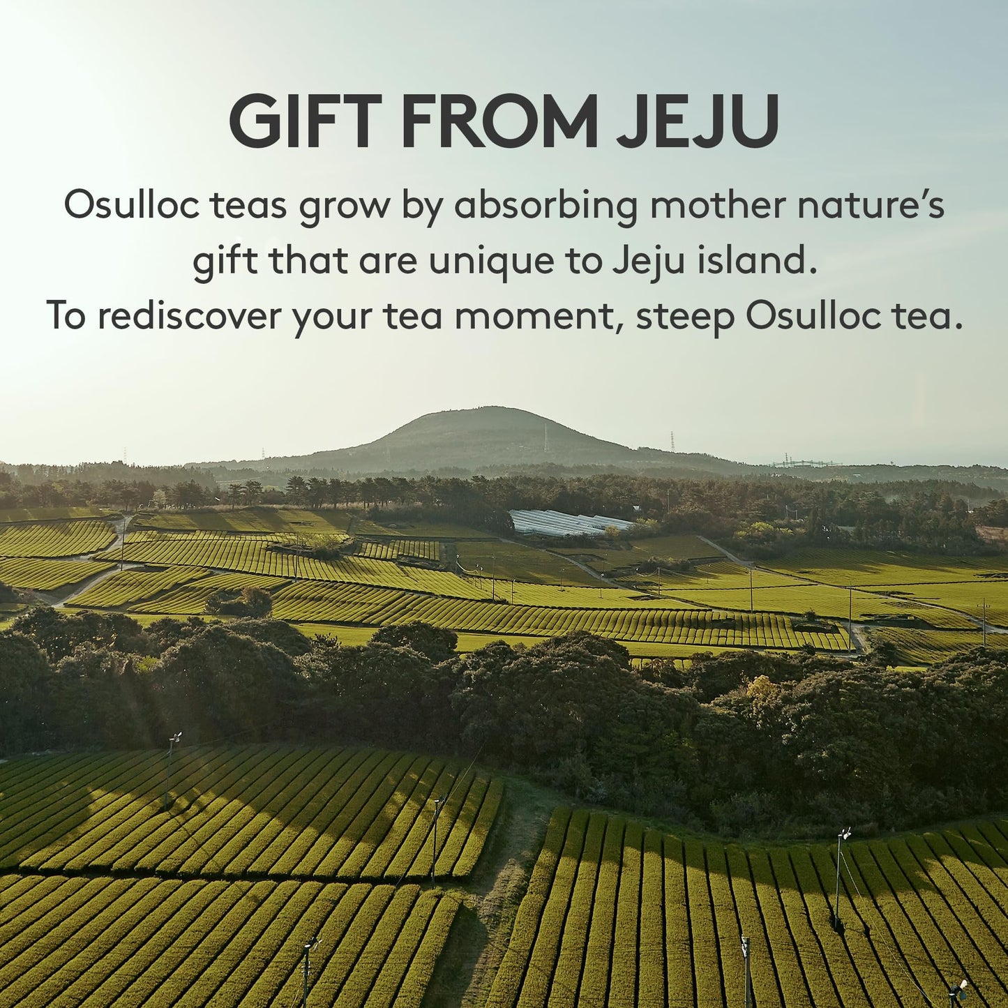 OSULLOC Premium Tea Collection (40 count, 10 flavors x 4 ea), Self Care Sampler Gift Box Variety Pack, Premium Organic Pure & Blended Tea from Jeju