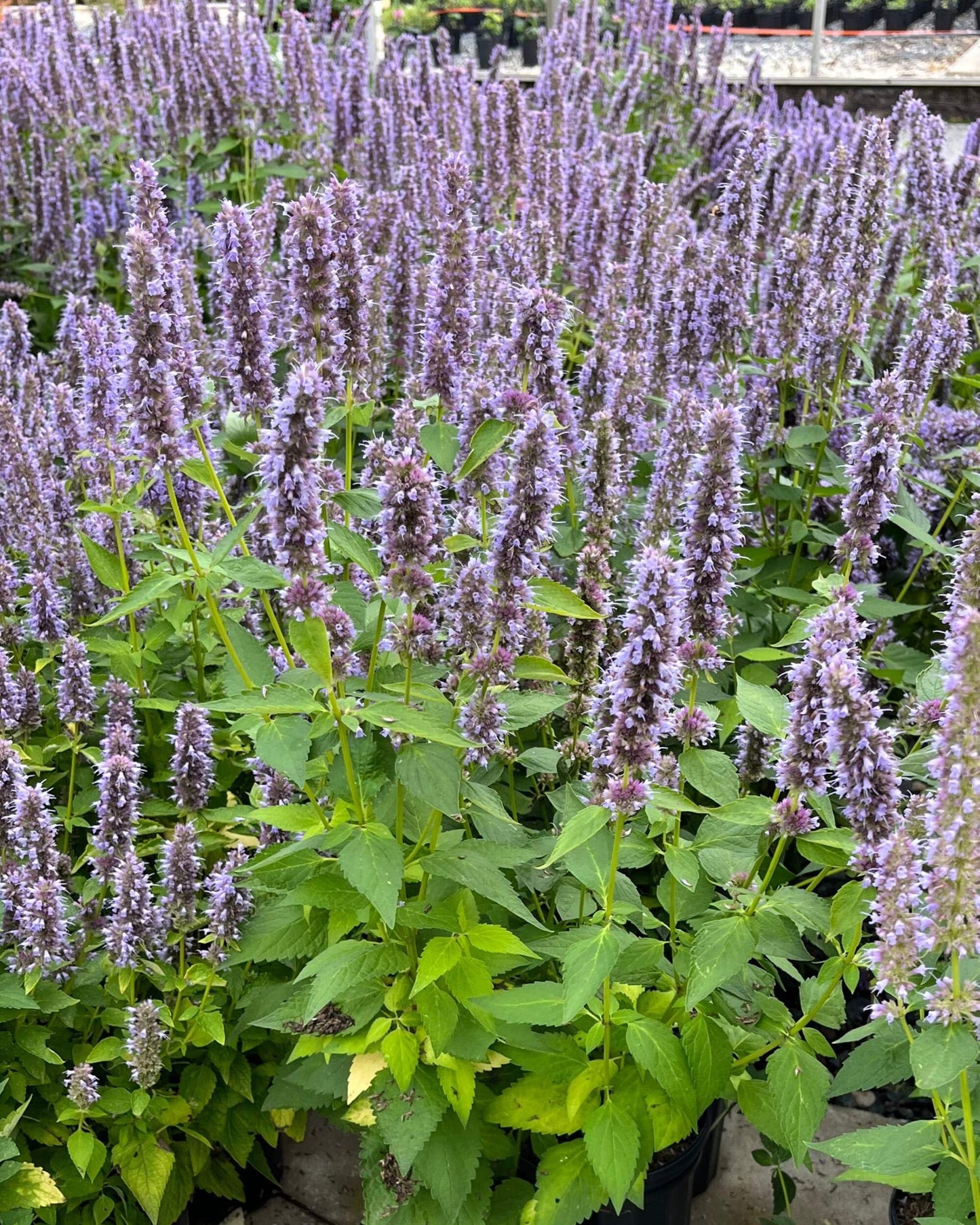 Perennial Farm Marketplace Agastache x 'Blue Fortune' (Mexican Hyssop) Perennial, Size-#1 Container, Violet Flowers