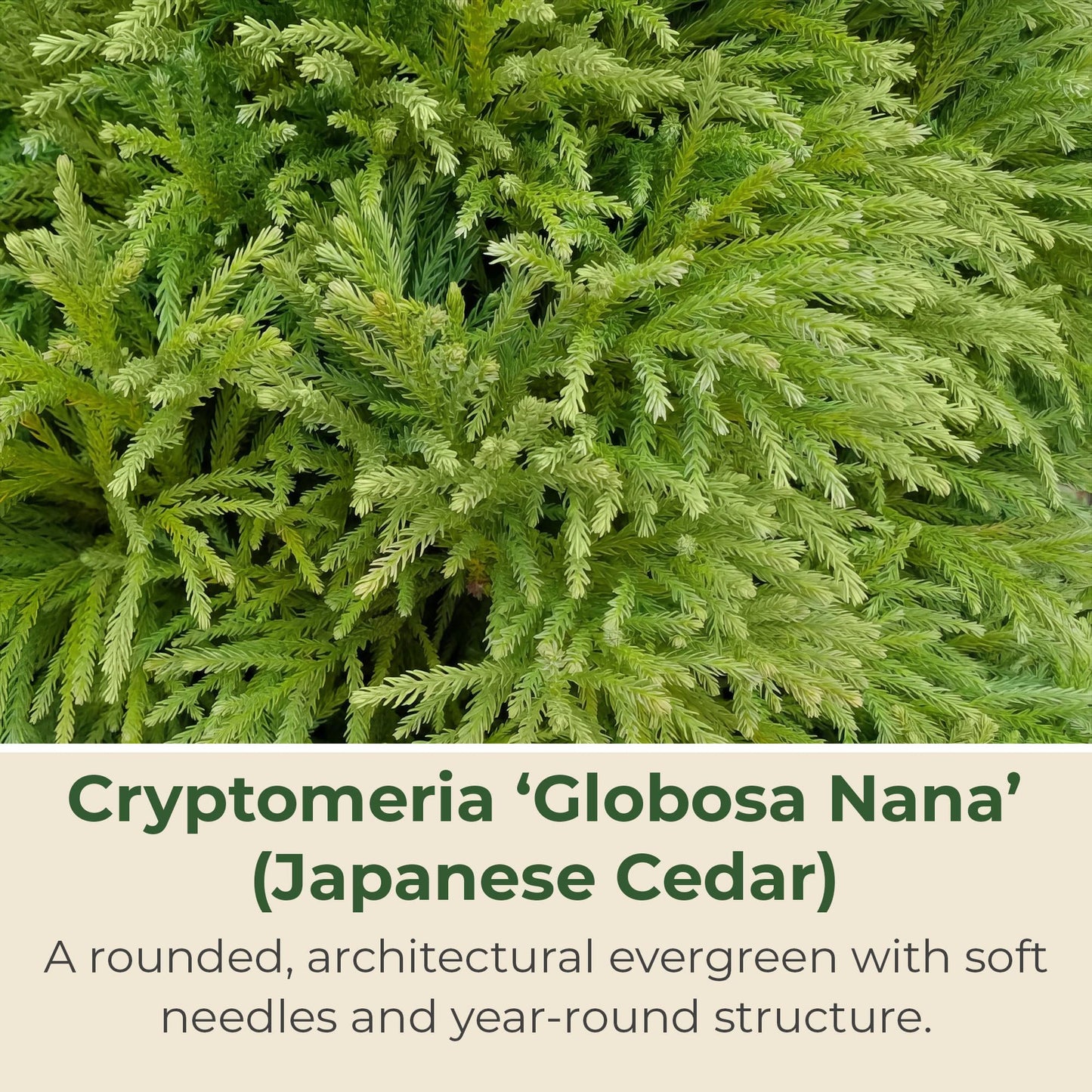 3 gal. Cryptomeria Globosa Nana Shrub
