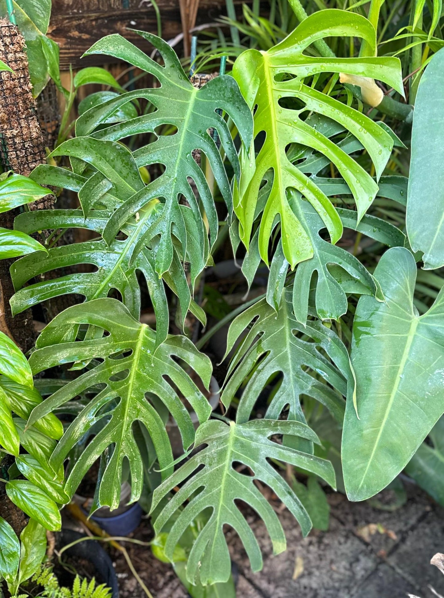 RedCrocus - RedCrocus Swiss Cheese Plant Monstera deliciosa - Indoor Tropical Foliage, Office Decor, Plant Lover Gift 12" Pot