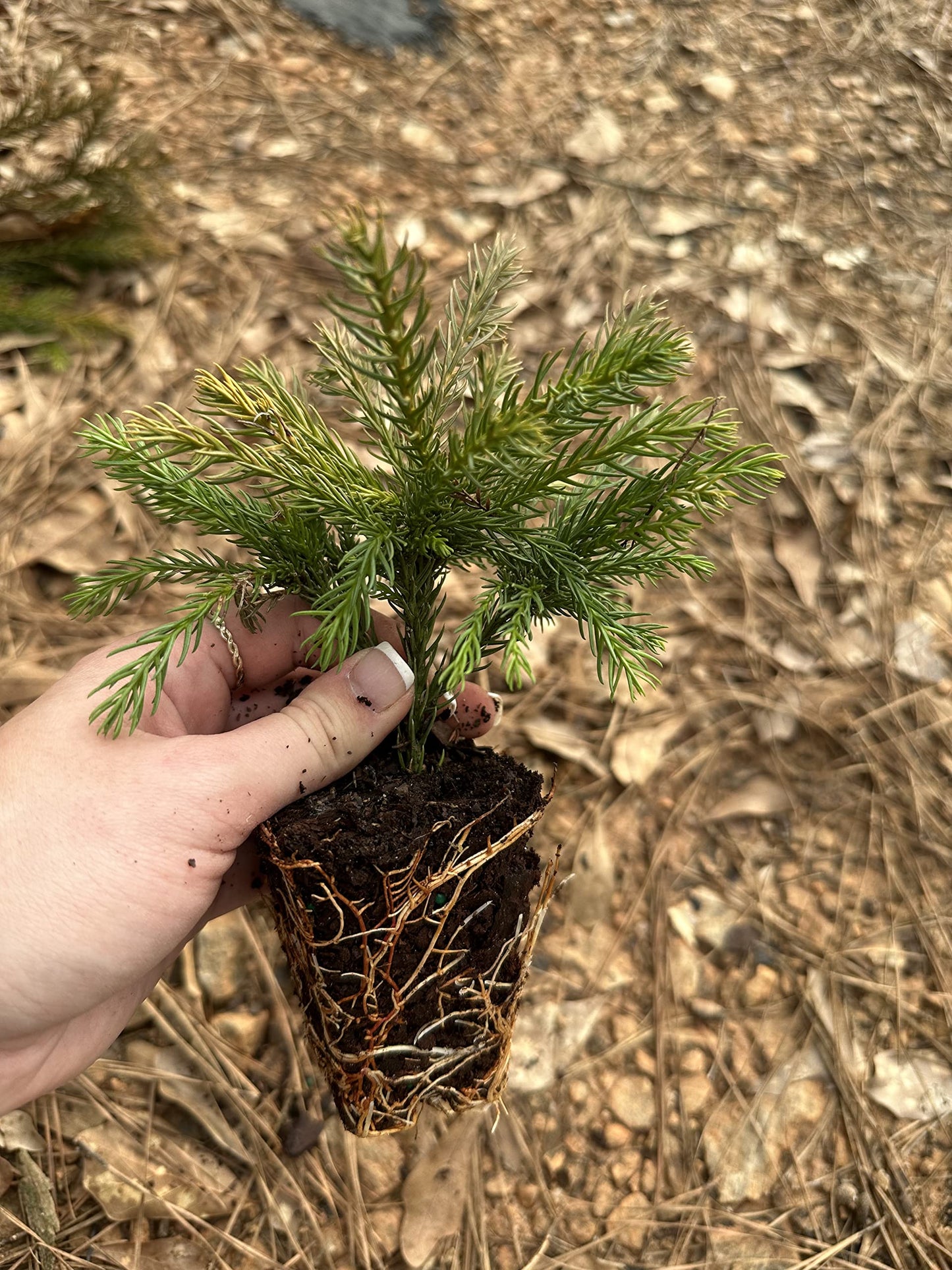 Cryptomeria Japonica 'Globosa Nana' (3 Gallon)
