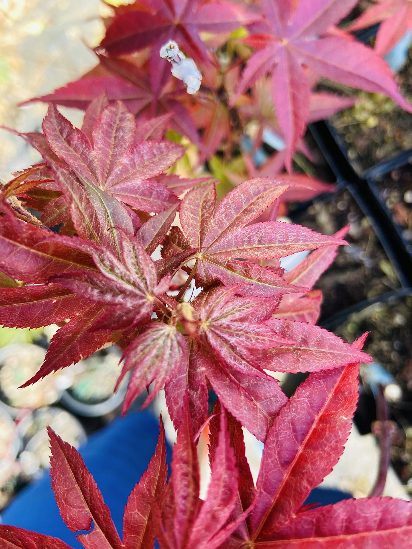 Rhode Island Red Japanese Maple 2 - Year Live Plant
