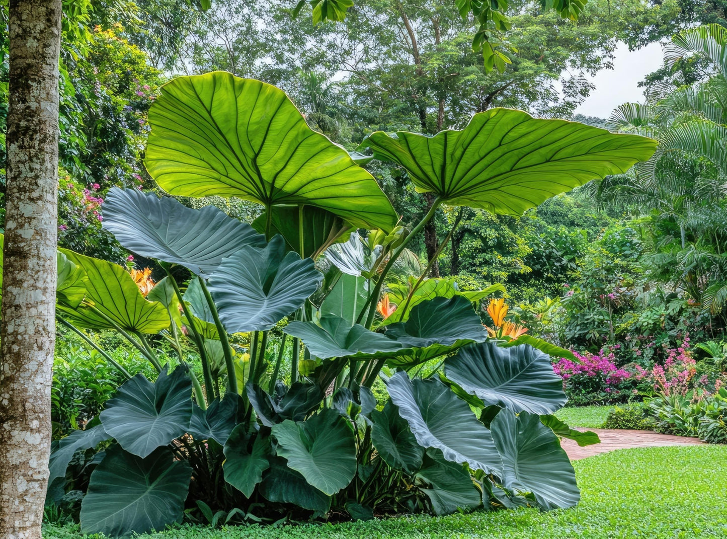 3 Giant Upright Elephant Ear Bulbs for Planting - Huge Leafs That Grow Tall - Colocasia (3 Bulbs)