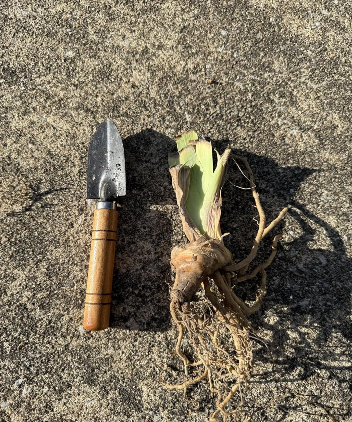 Superior Pink Attraction Bearded Iris Rhizomes/Roots/Bulbs (1 Each) - Amazon 30-Day Returnable Guarantee