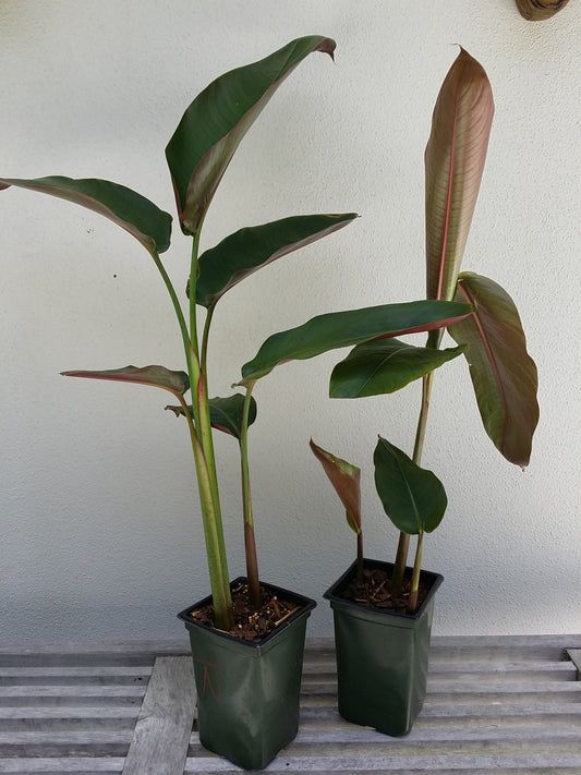 'Hanging Lobster Claw' Heliconia Rostrata Live Plant Bird of Paradise Tropical Plant