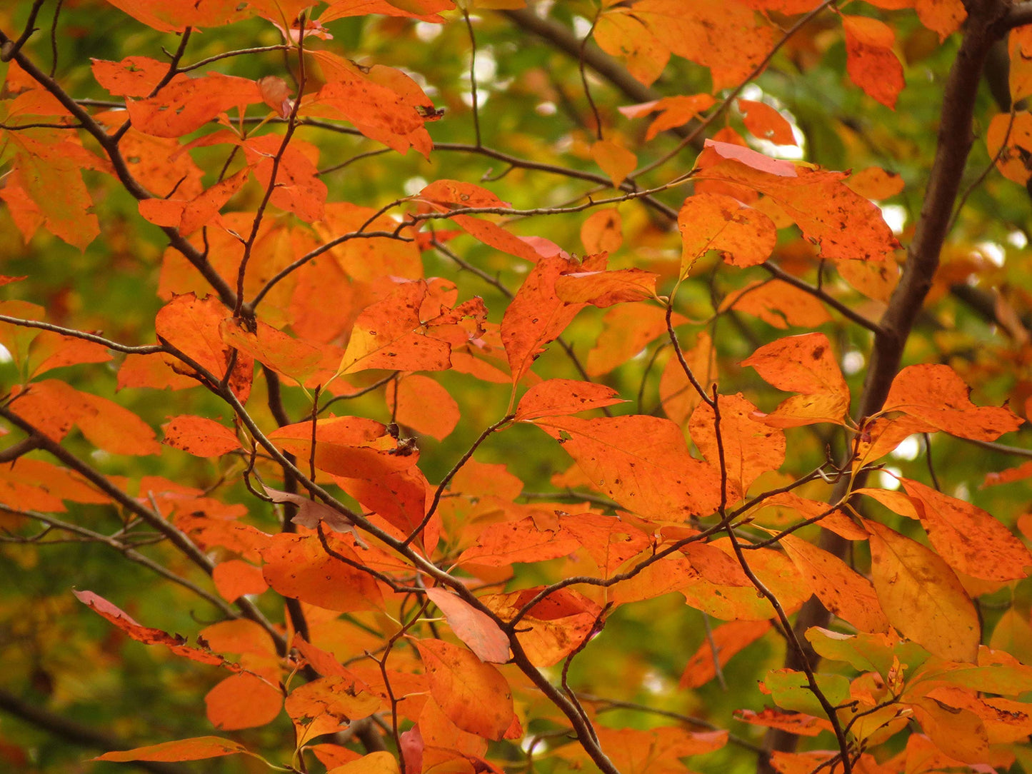 Black Tupelo | Medium Tree Seedling | The Jonsteen Company