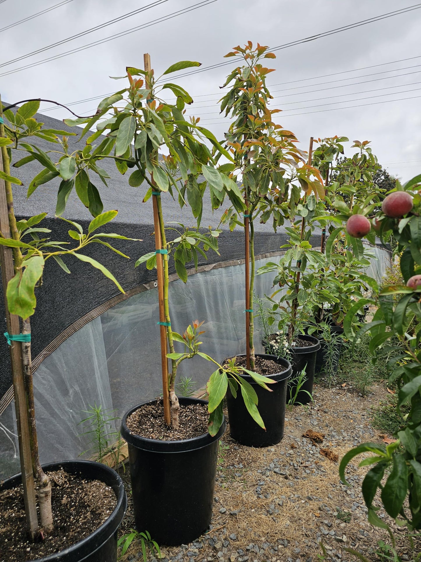 Grafted HASS Avocado Tree, 5-7 Feet Tall, Fruit-Bearing, Ready for Your 15 Gallon Container or Ground Planting, Live Plant with Shipping Pot