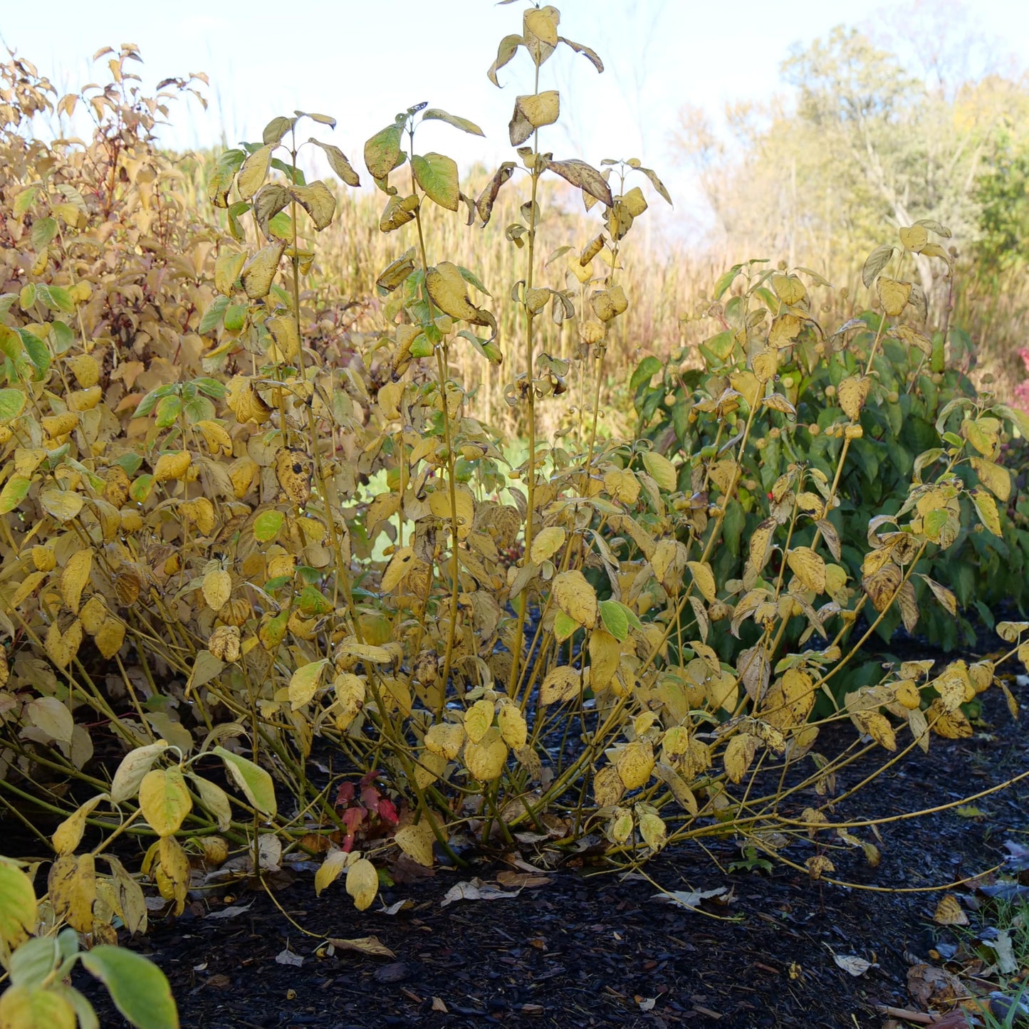 Proven Winners Arctic Fire Yellow Dogwood (Cornus stolonifera) Live Plant, 4.5" Qt, 4 Pack