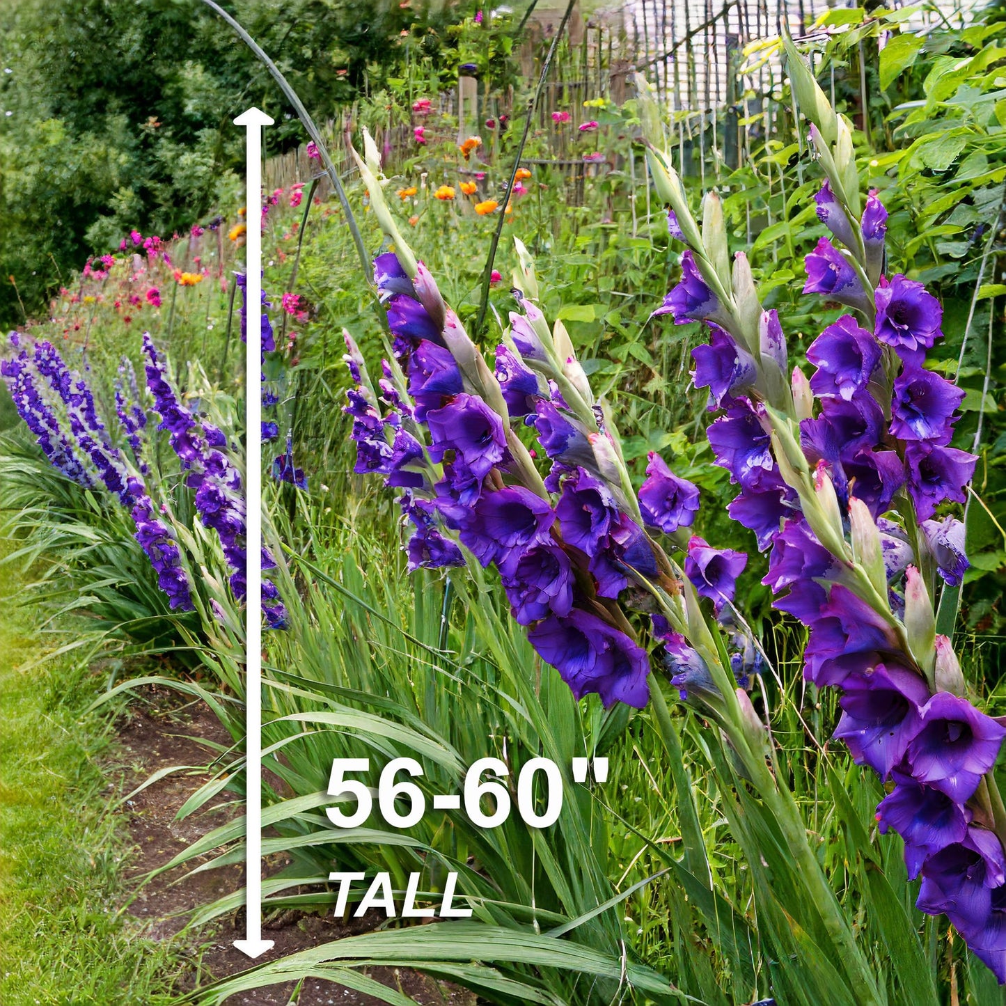 Garden State Bulb Purple Flora Gladiolus Flower Bulbs, 12/14cm, Spring Planting (Bag of 60)
