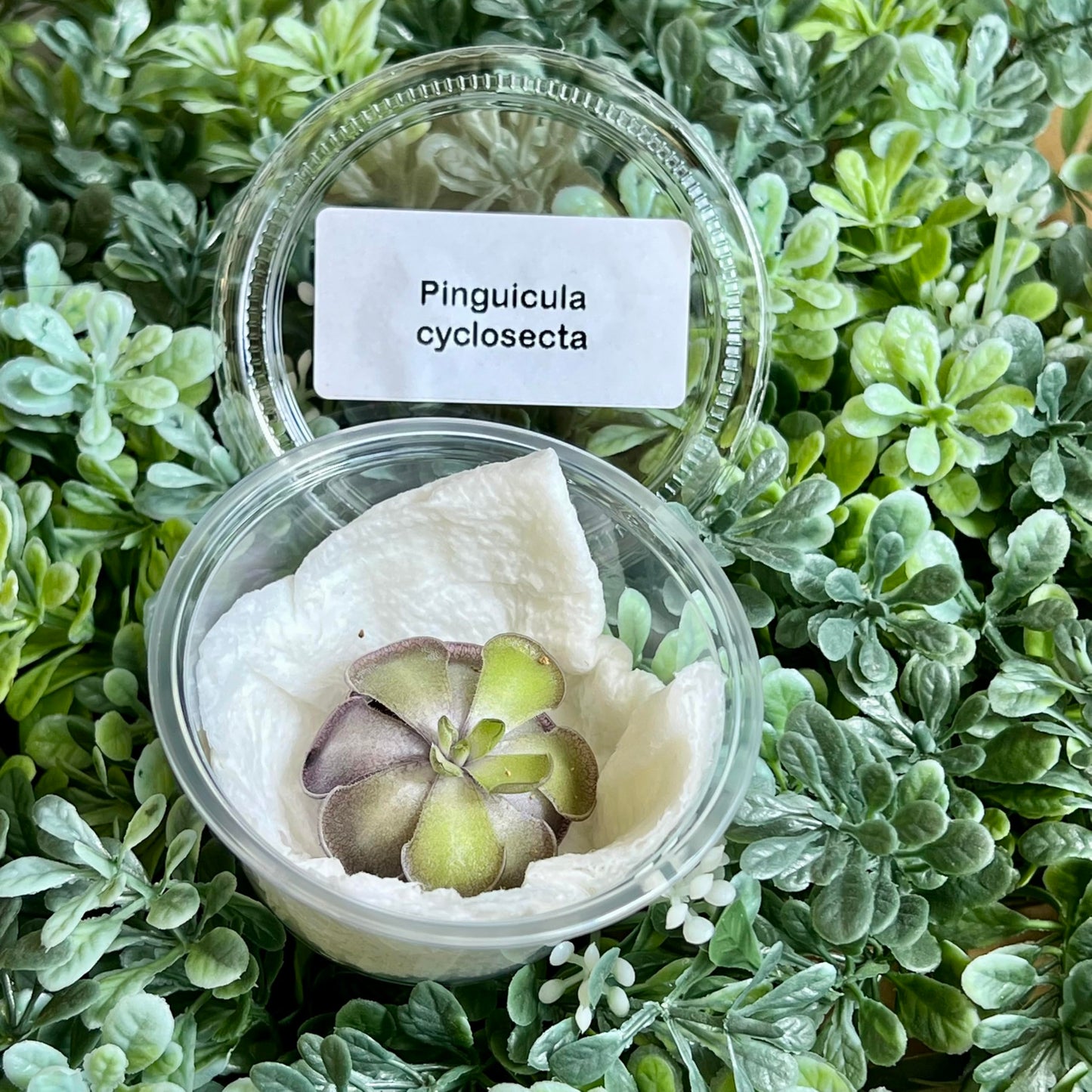 Live Pinguicula cyclosecta – Rare Violet-Toned Mexican Butterwort, Rosette-Forming Carnivorous Plant, Easy to Grow. Succulent-Like Carnivore Plant.