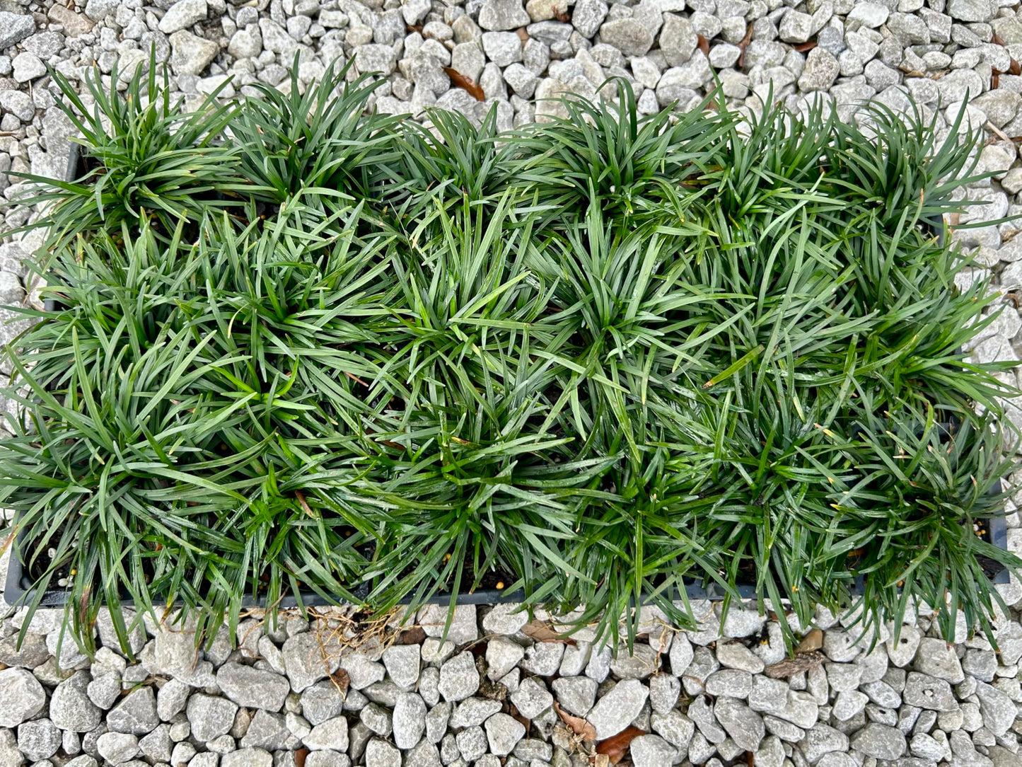 Dwarf Mondo Grass, (Ophiopogon japonicus) 'Nanus', 4-6 Inches Tall 18 Count, 3-inch pots