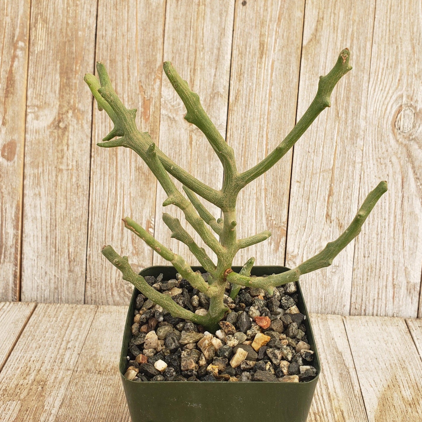 Euphorbia stenoclada spineless Cacti Cactus Succulent Real Live Plant