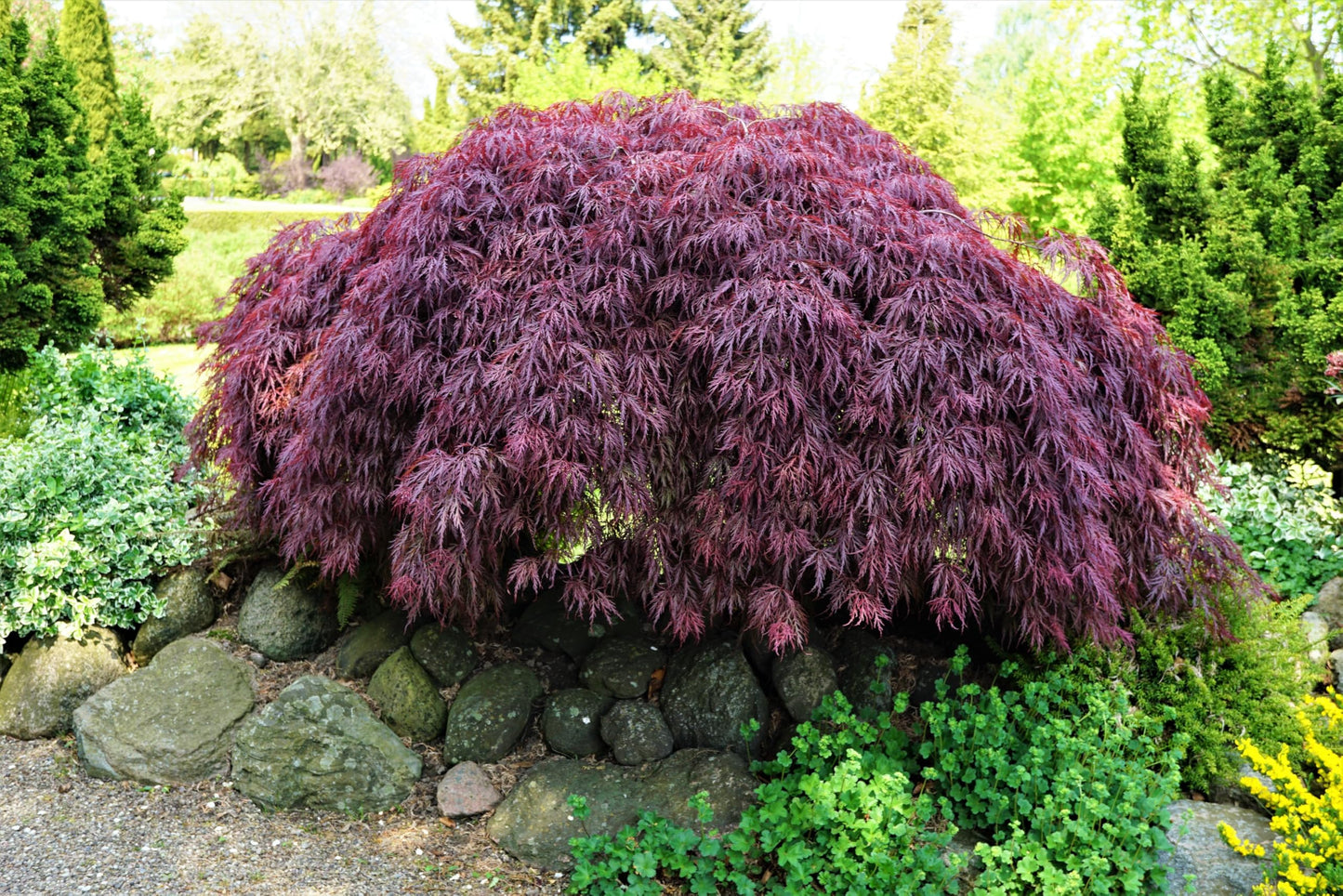 10 INABA SHIDARE Maple Weeping Red Laceleaf Japanese Acer Palmatum Dissectum Tree Seeds