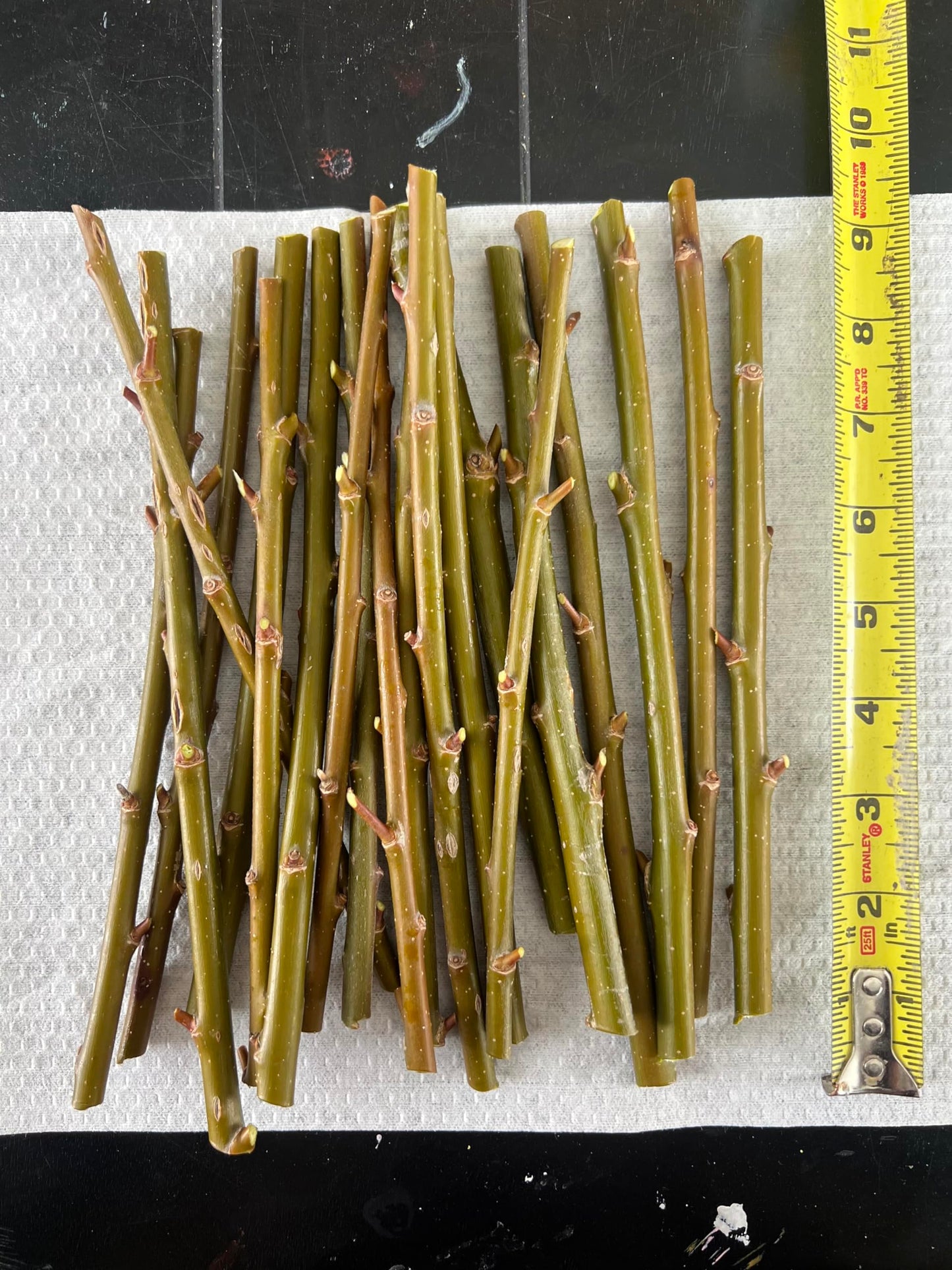 Generic Austree Hybrid Willow Tree Plants for Growing | Fast Privacy Hedge Row, Wind Block, Shade | Fast Growing - 6-10 Feet Per Year, Fast Growing Trees (26 Trees), green