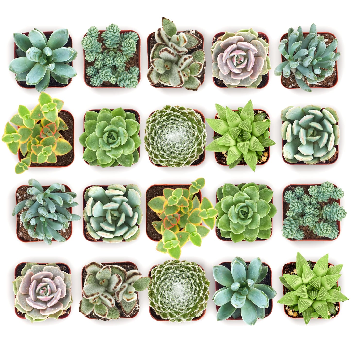 Shop Succulents Mixed Succulent Plant Pack 2" Grow Pot Pack of 40