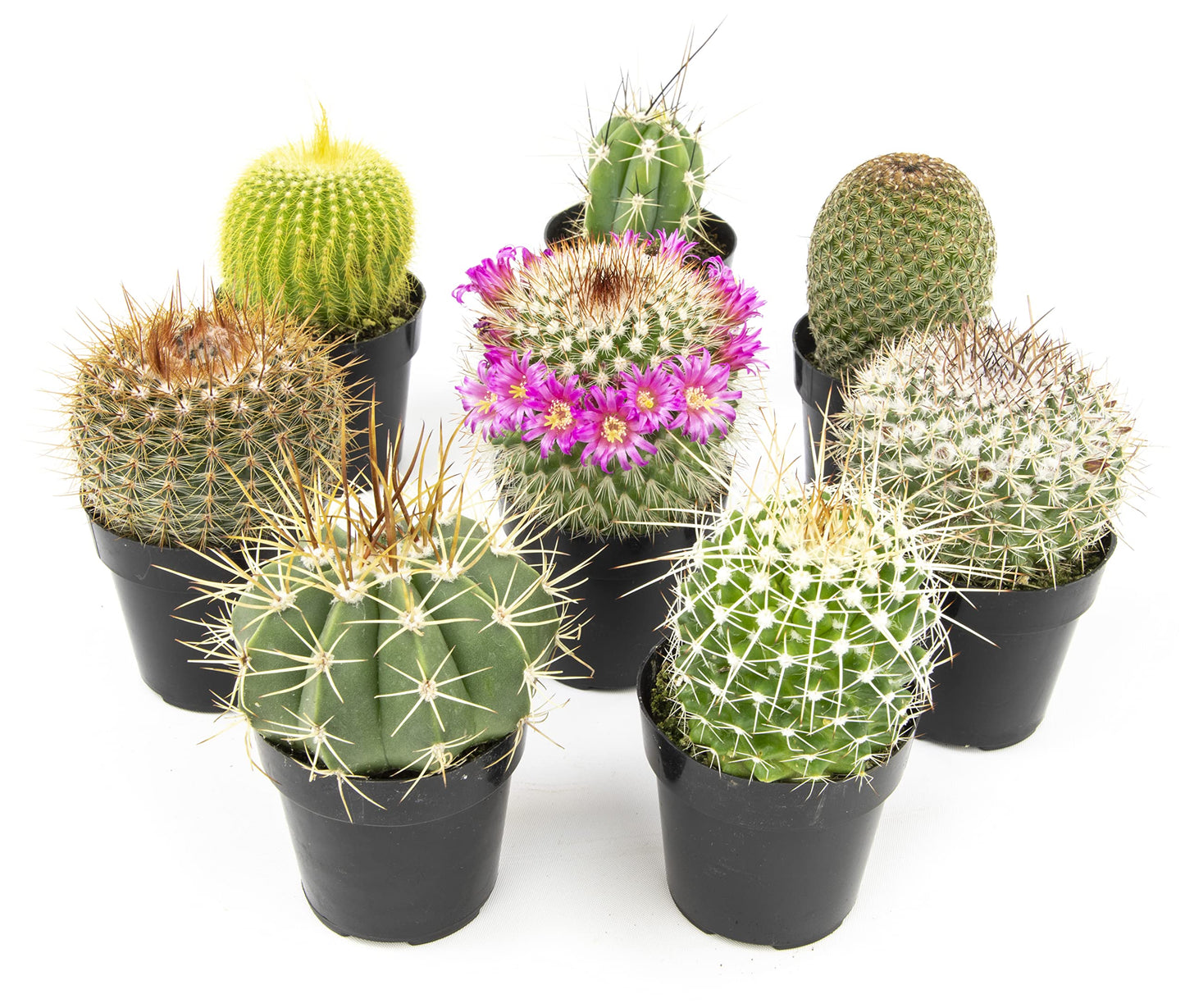 Altman Plants, Assorted Cactus Plants Live Cactus Decor (8PK), Cactus Plant Live Succulents Plants Live in Cactus Soil Potting Mix, Live Cacti Plants Live Succulent Plants Live Plants in Cactus Pot