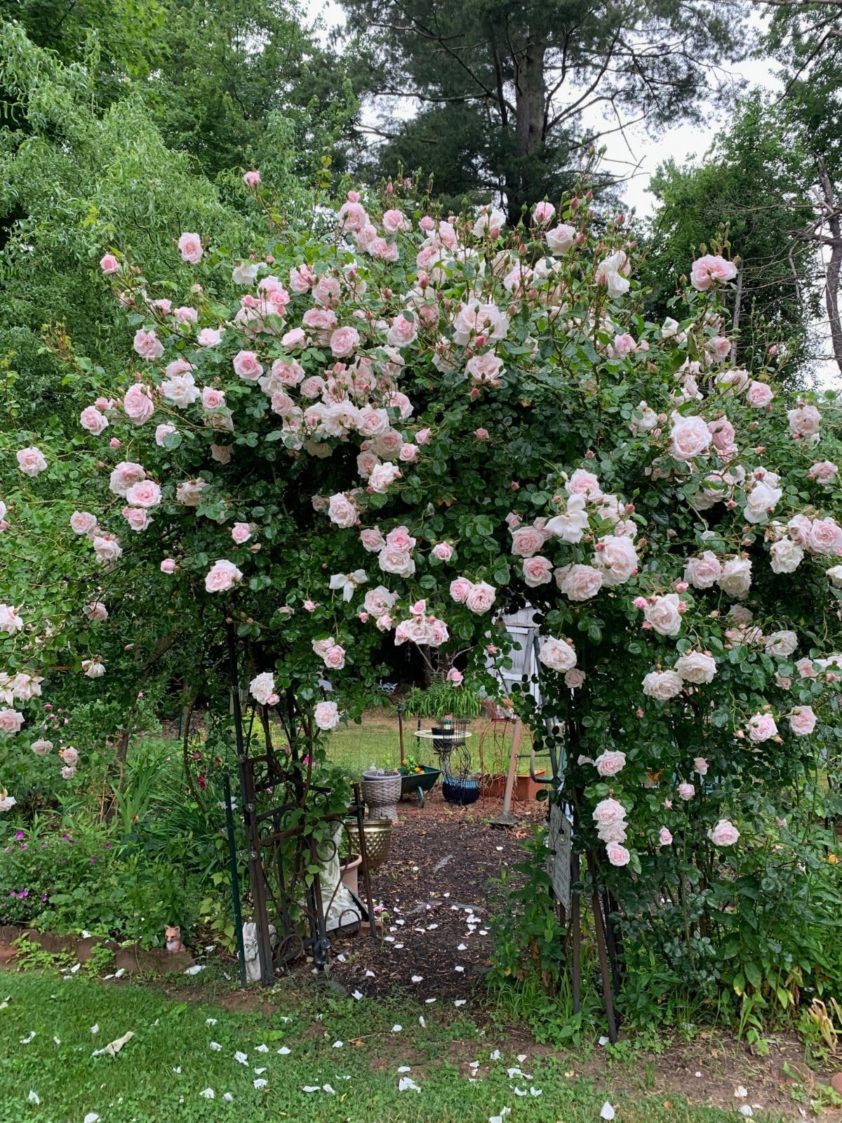 Unknown Ma Cherie Roses - New Dawn Climber - 1 Gallon Rose - Live Plant Ready to Plant
