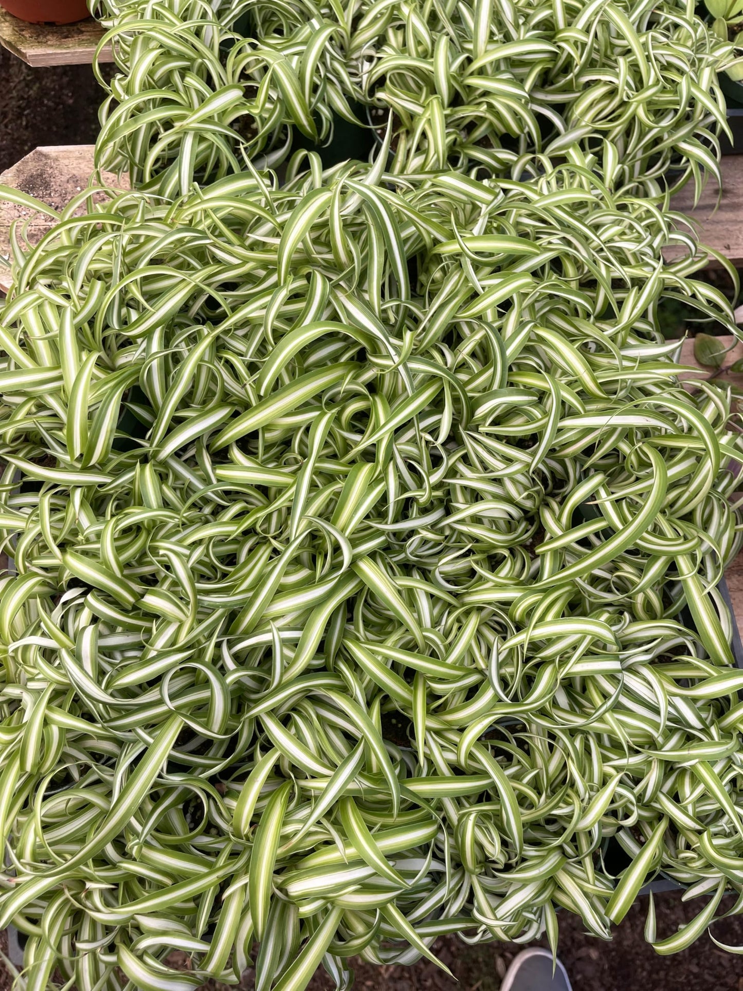 Live Spider Plant (Chlorophytum Comosum) Bonnie Curly (2 Pack) – 4 Inch Potted Indoor Houseplant, Easy Care Air Purifying Plant Full Pot
