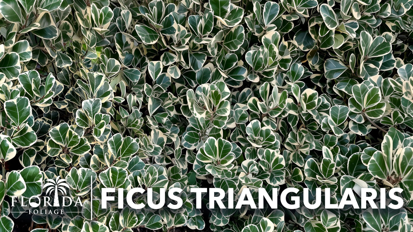 Ficus Triangularis | 3 Live Plants | Ficus Triangularis | Indoor Houseplant | Live Evergreen Tree | Low Maintenance | Air Purifying | Unique Leaf Shape | Home or Office Decor